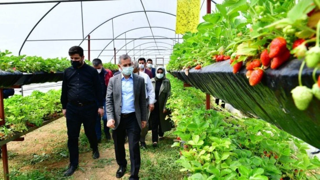 Yeşilyurt'ta sereda çilek yetiştiriciliği