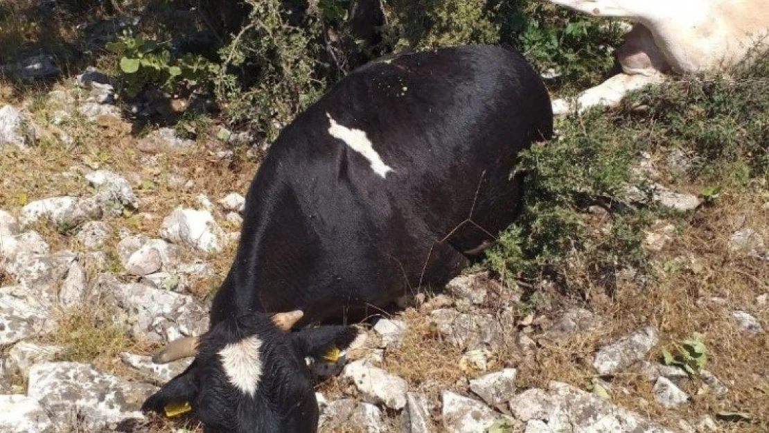 Yıldırım düştü: 2 hayvan telef oldu