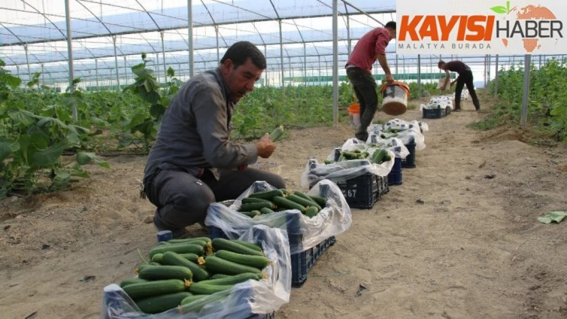 Yüzde 50 hibe ile kurduğu serada günlük 3 ton salatalık hasat ediyor