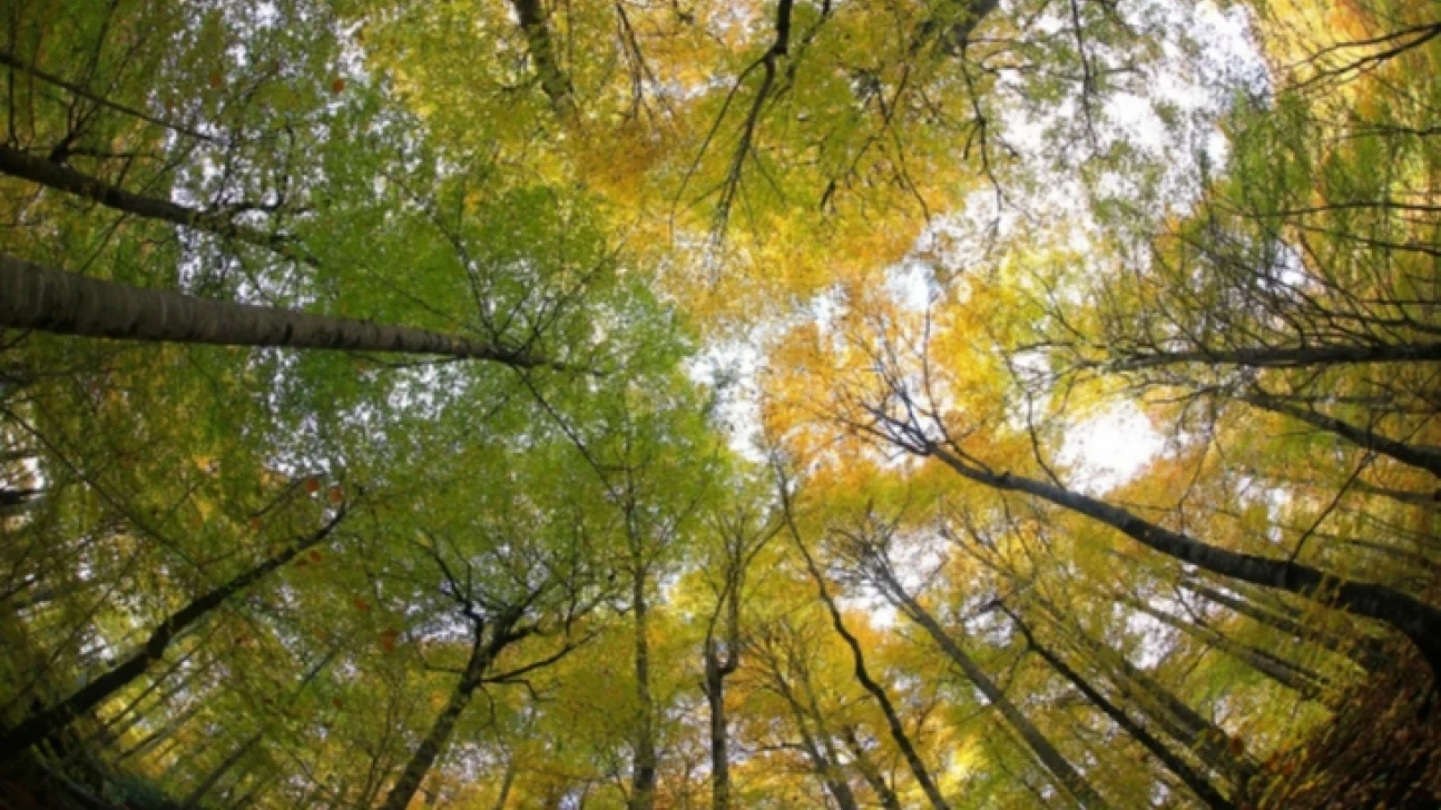 En doğal fotoğraflarla Yedigöller Sonbaharda büyüledi