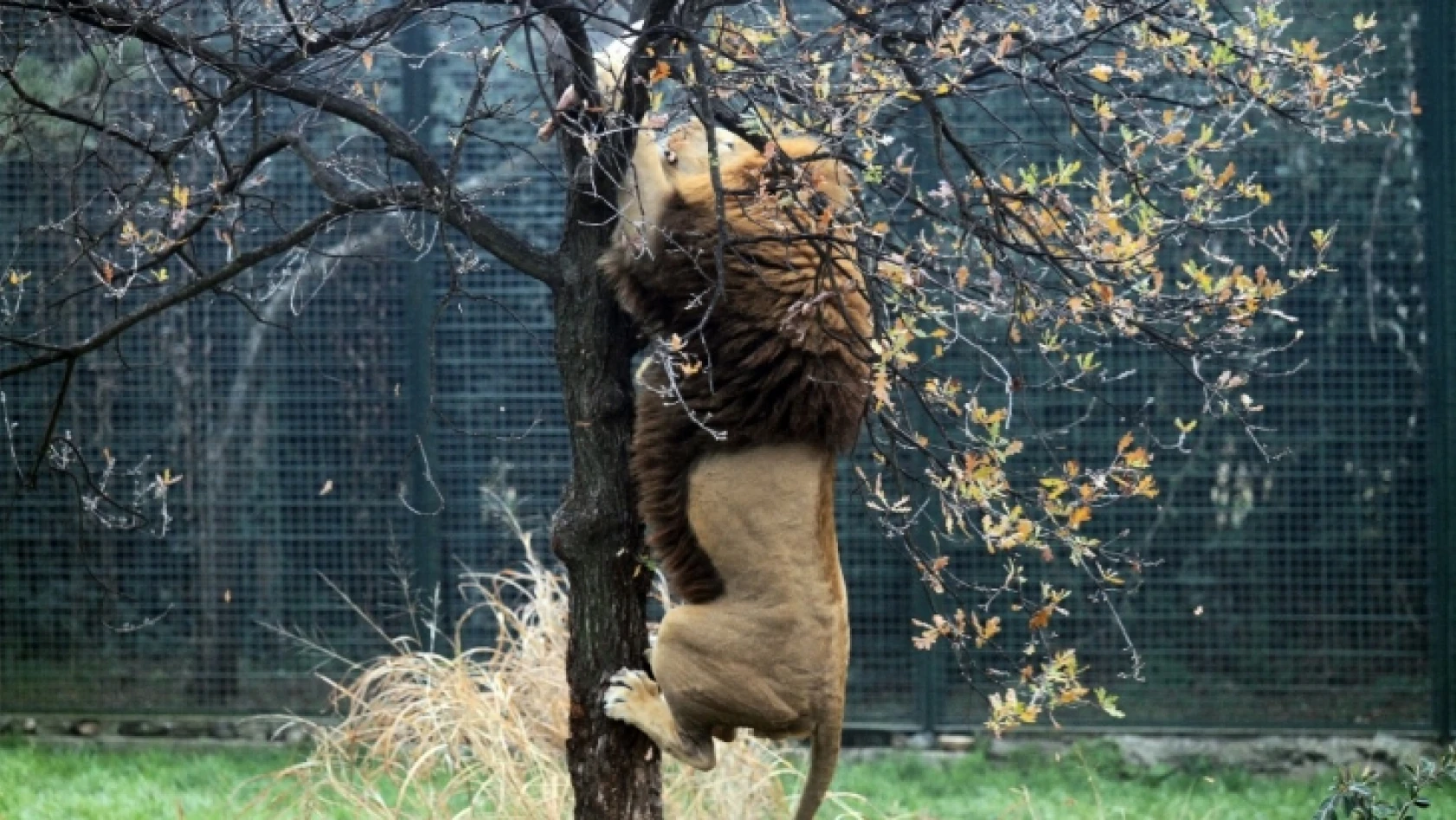 Zoopark'taki aslanların nefes kesen kış idmanı...