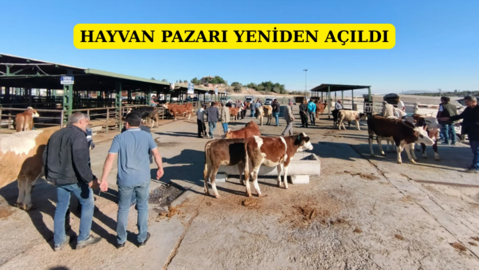 Hayvan Pazarı yeniden açıldı