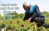 Belediyenin kendi ürettiği çiçekler ekiliyor
