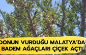 Donun vurduğu Malatya'da badem ağaçları çiçek açtı