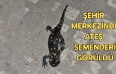 Malatya şehir merkezinde ateş semenderi görüldü
