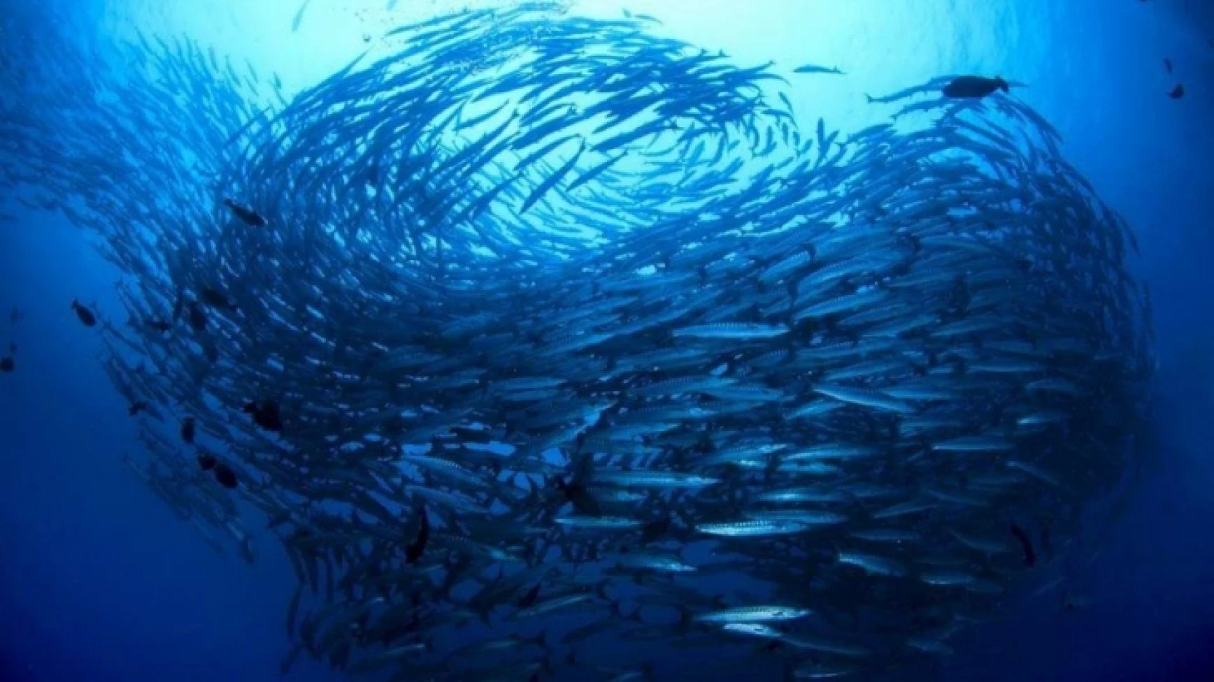 Su altının eşsiz güzellikleri