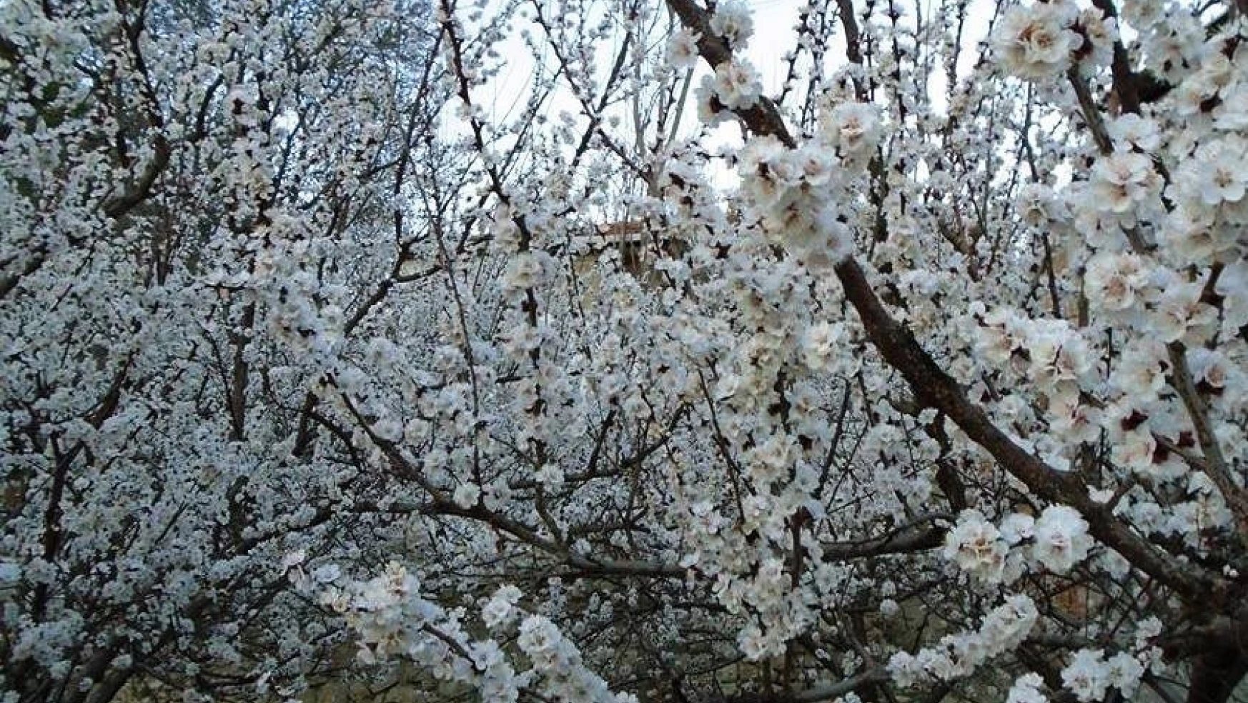 Darende'de kayısı ağaçları erken çiçek açtı, üreticiler kaygılı!