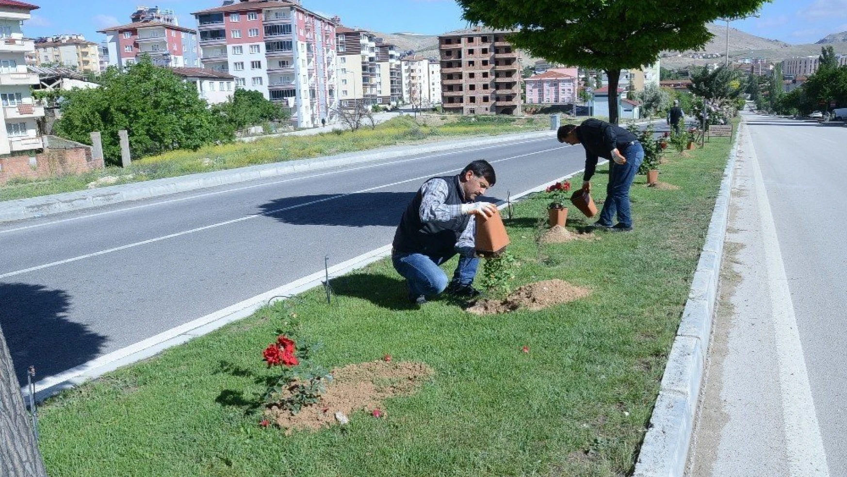 Otuz yapraklı gül şehri Darende 'gül' ile donatıldı
