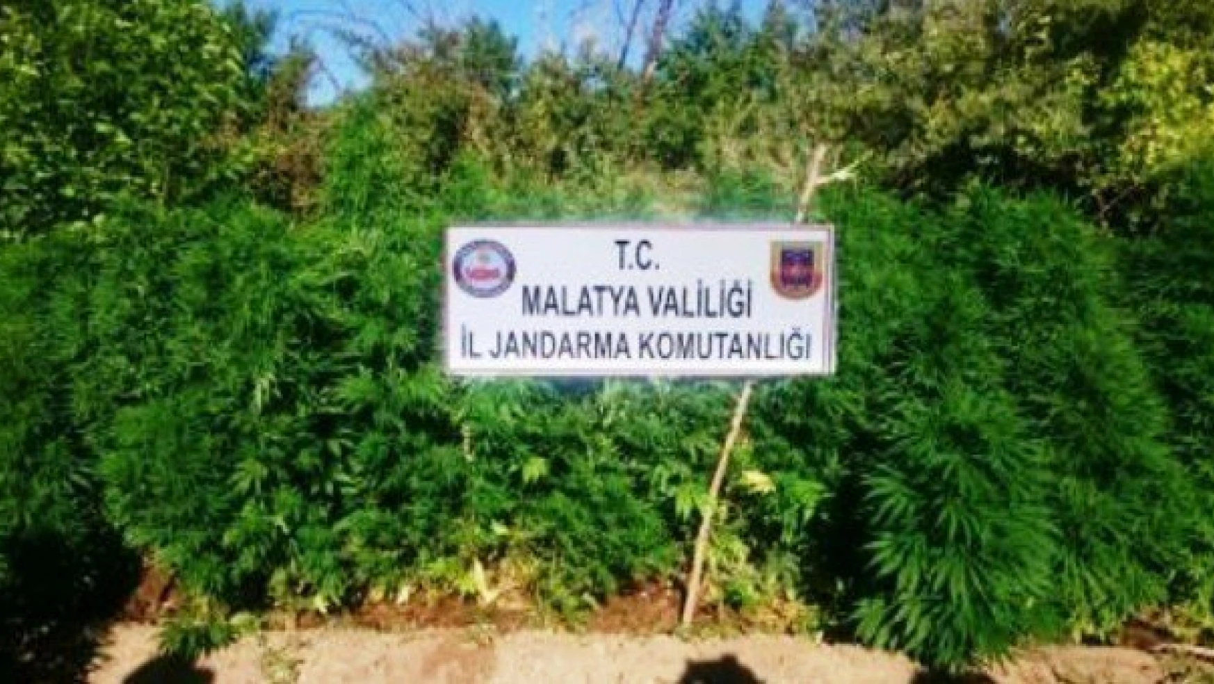 Malatya'da 3 bin 117 kök kenevir bitkisi ele geçirildi

