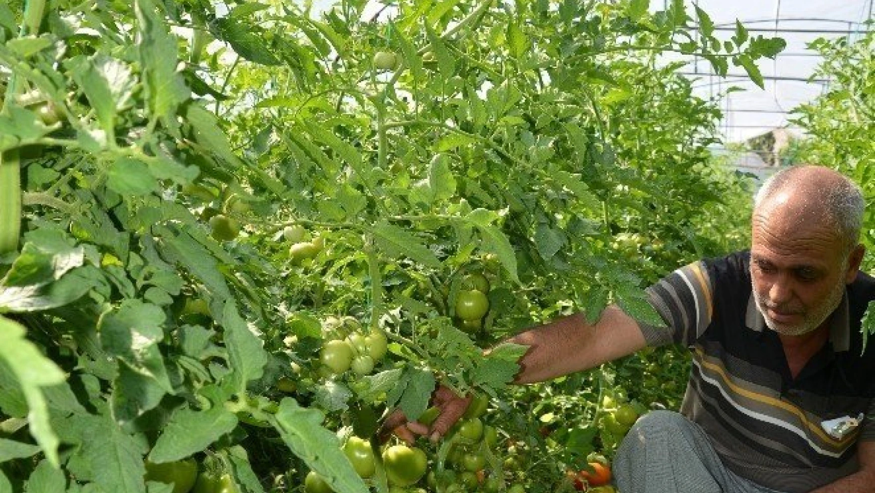 Darende'de yerli domates tezgahlardaki yerini aldı