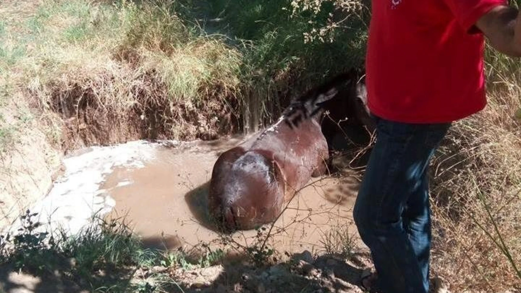 Su dolu çukura düşen atı itfaiye ekipleri kurtardı
