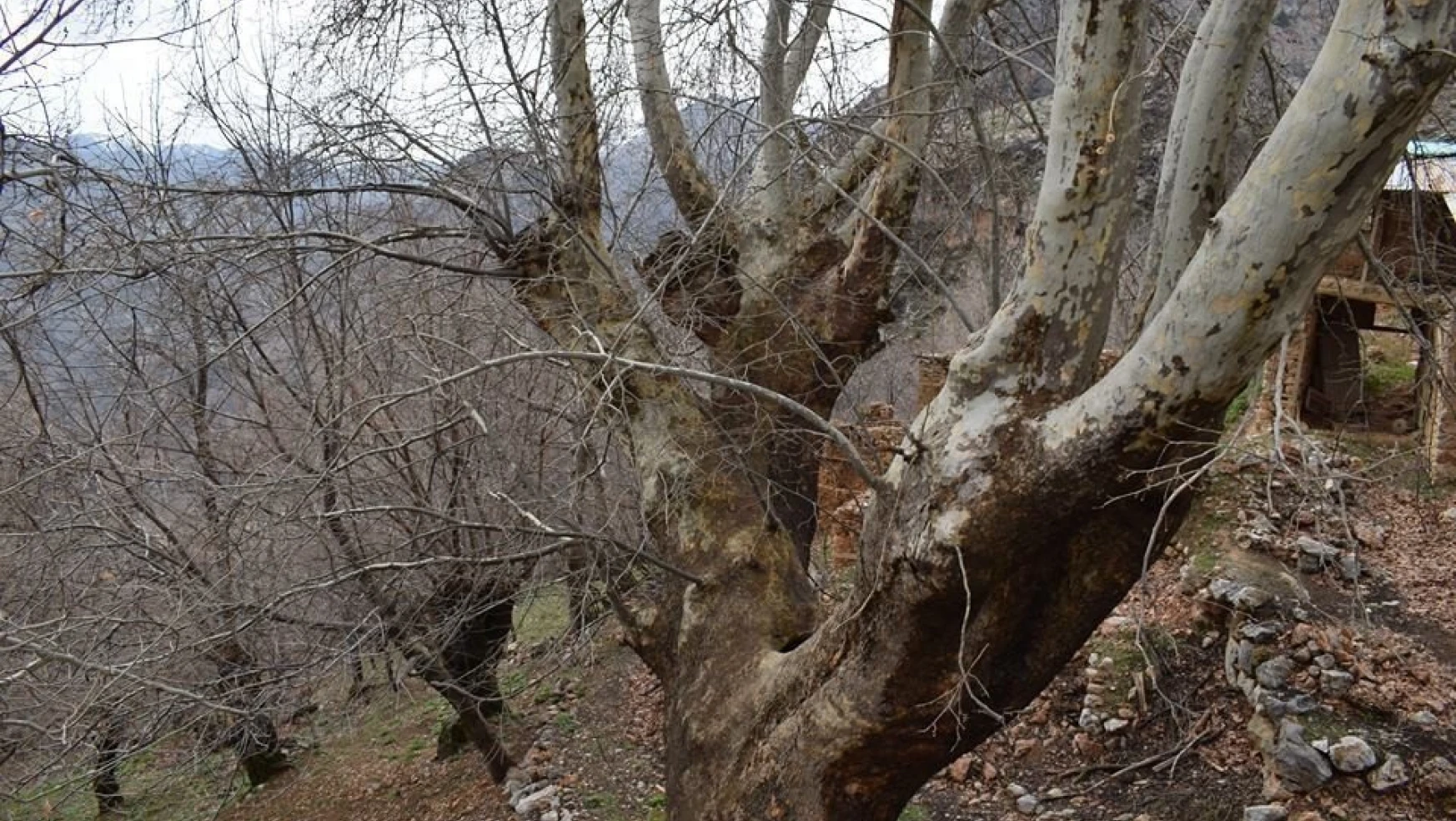 500 yıllık çınar ağacı yıllara meydan okuyor
