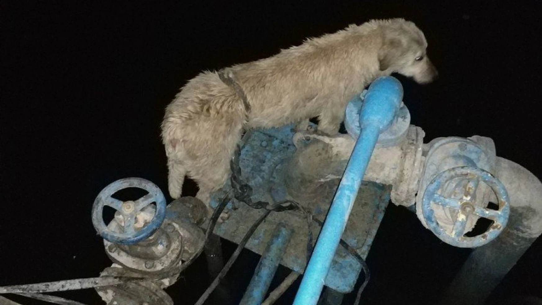 Kabloya dolanan köpeği itfaiye kurtardı
