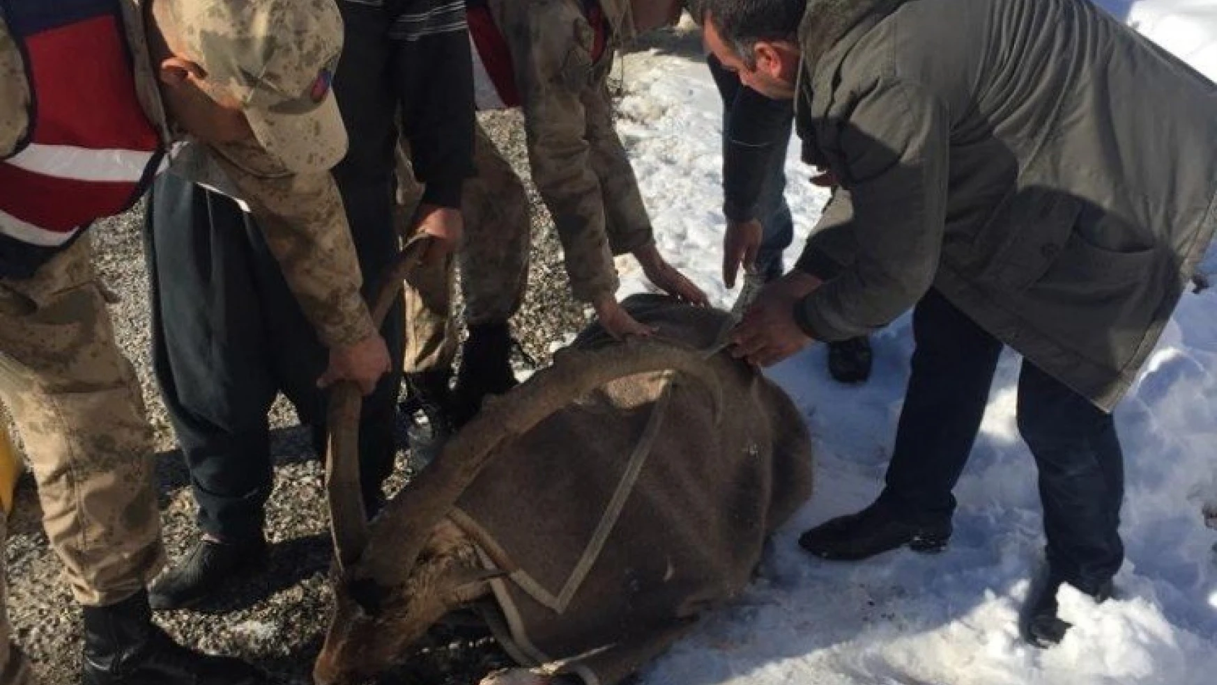 Jandarma yaralı dağ keçisini battaniyeye sardı
