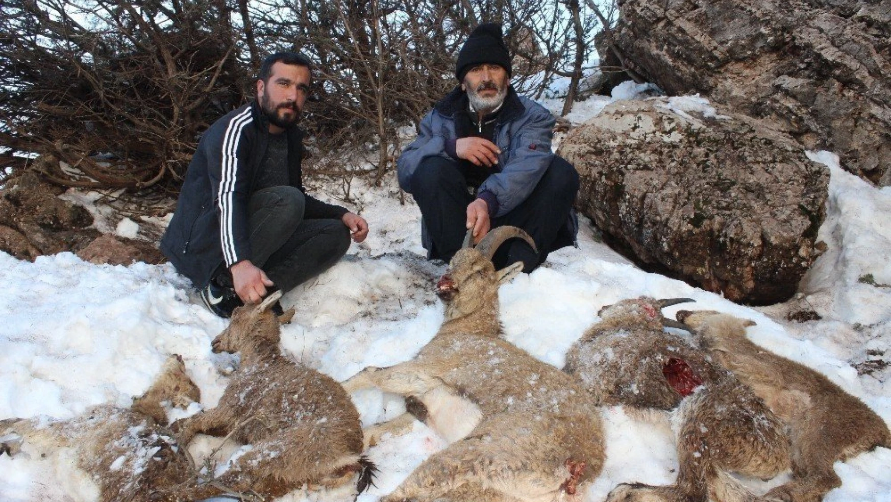 Adıyaman'da 5 yaban keçisi açlıktan ve soğuktan donarak öldü