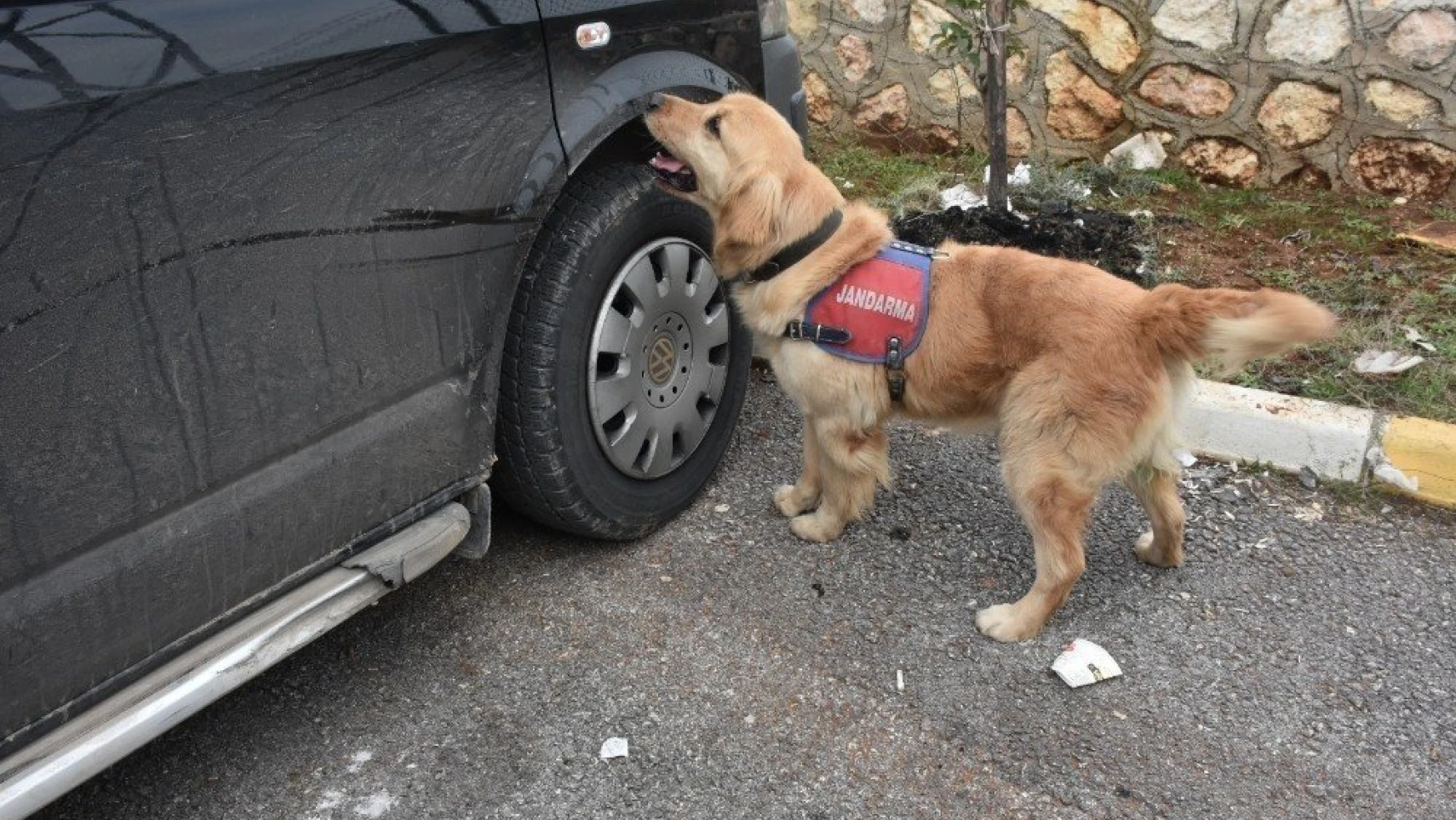 Dedektör köpek 'Badem' didik didik arıyor