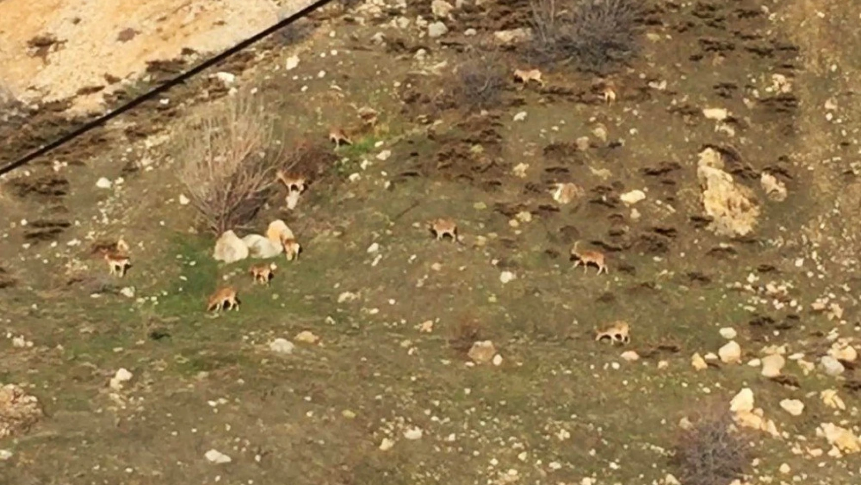 Acıkan yabani dağ keçileri ilçeye indi