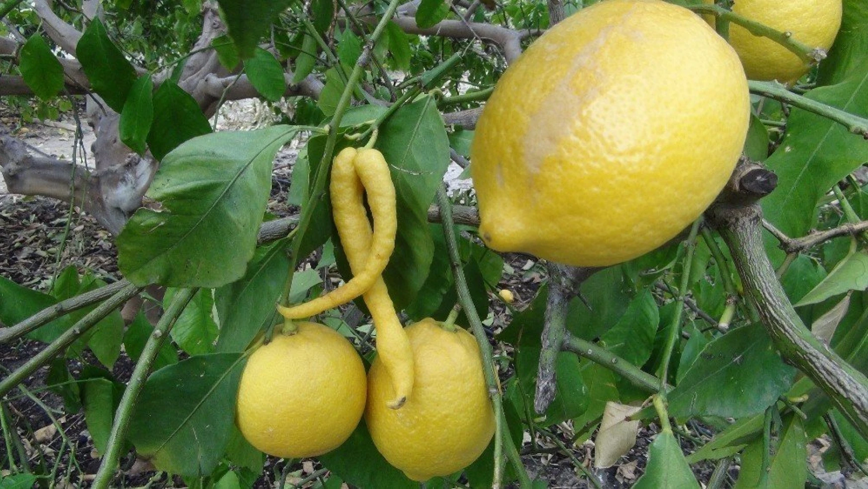 Biber görünümlü limon