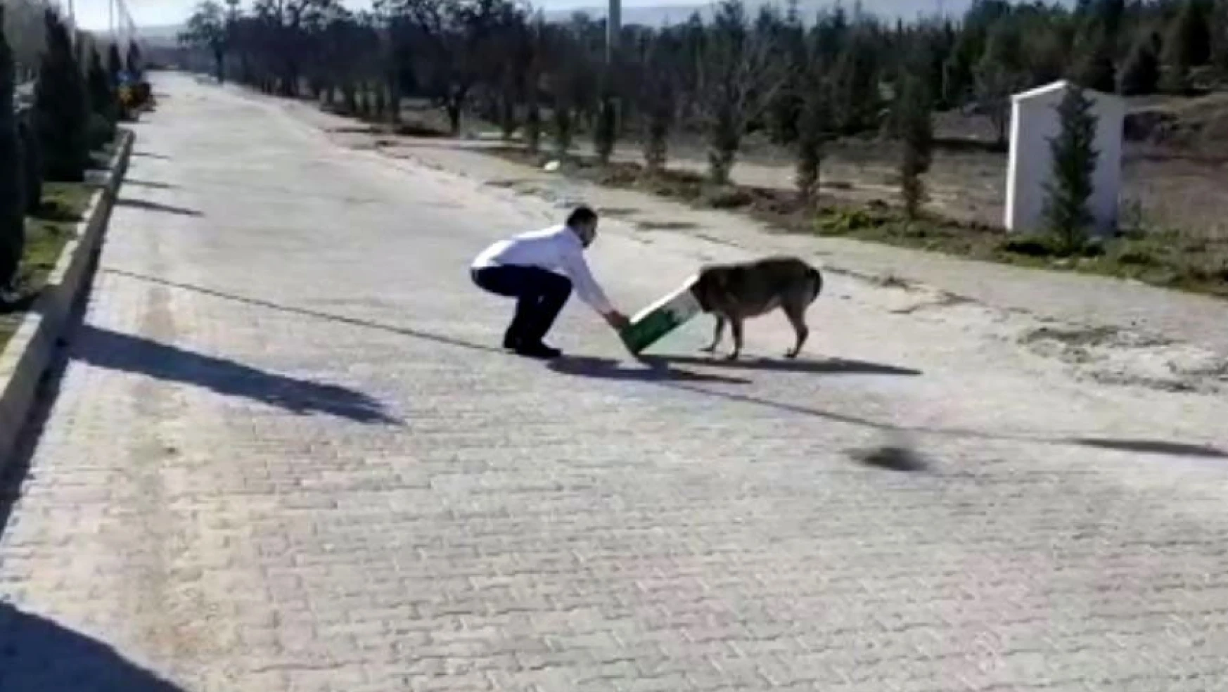 Başına karton kutu sıkışan köpeği, duyarlı vatandaş kurtardı