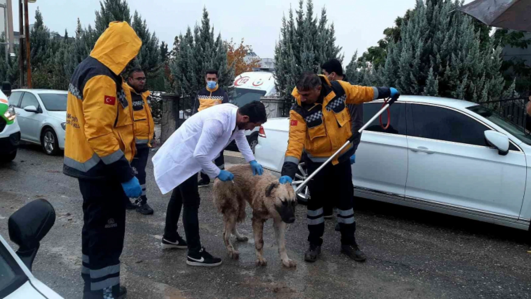 Adıyaman'daki kuduz vakasının ardından sokak hayvanlarına aşılama başladı