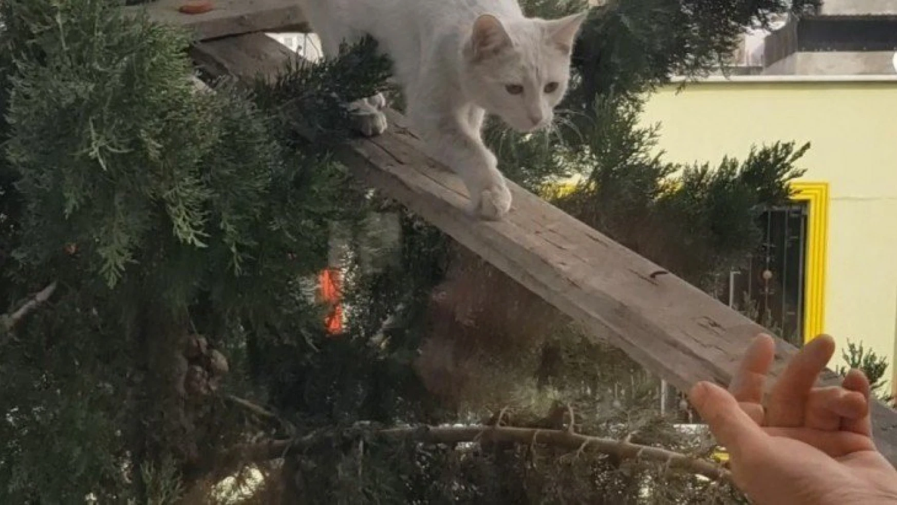 Ağaçta mahsur kalan kediyi köprü yaptığı tahta ile kurtardı