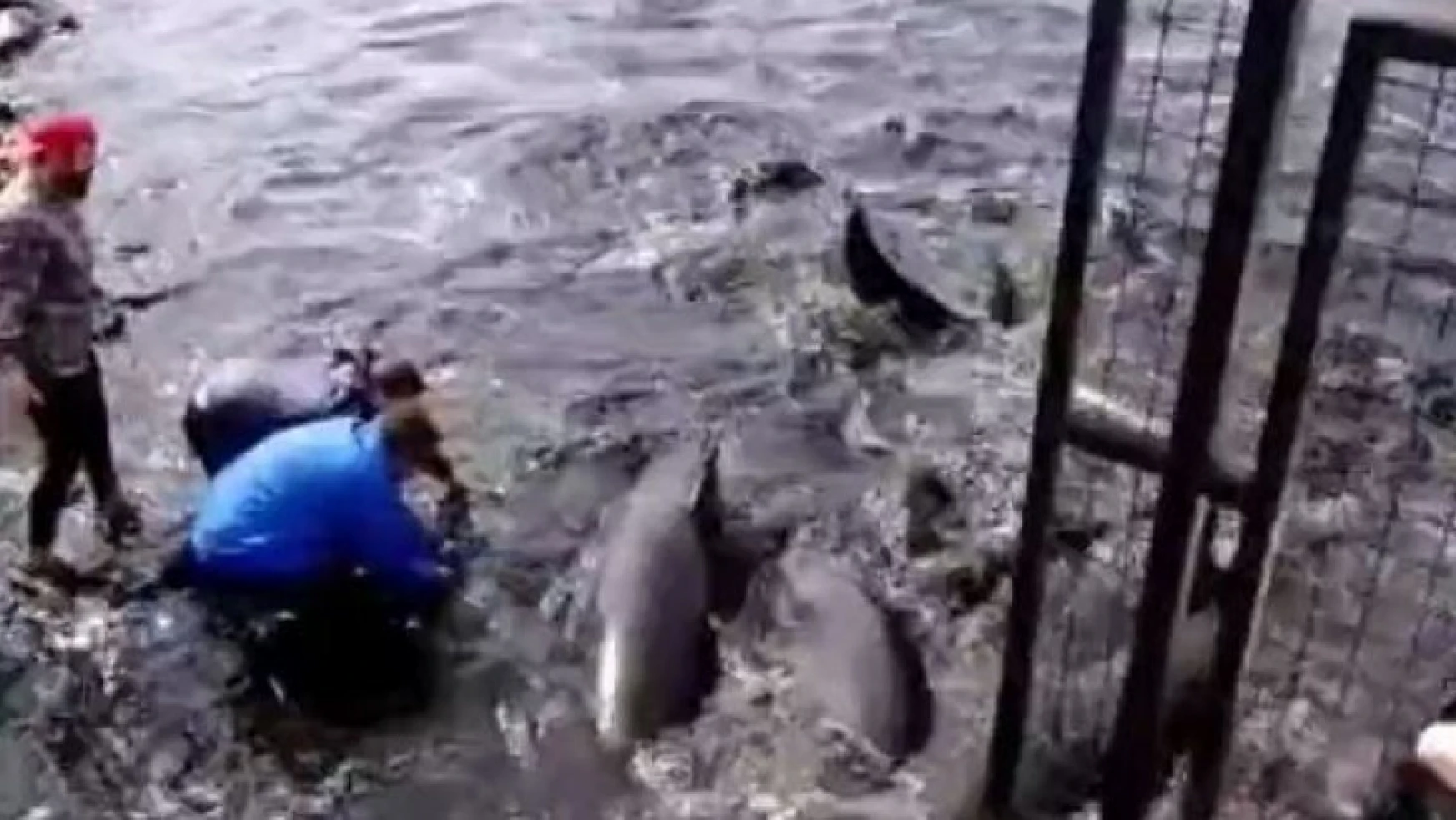 Arjantin'de yalancı katil balinalar kıyıya vurdu