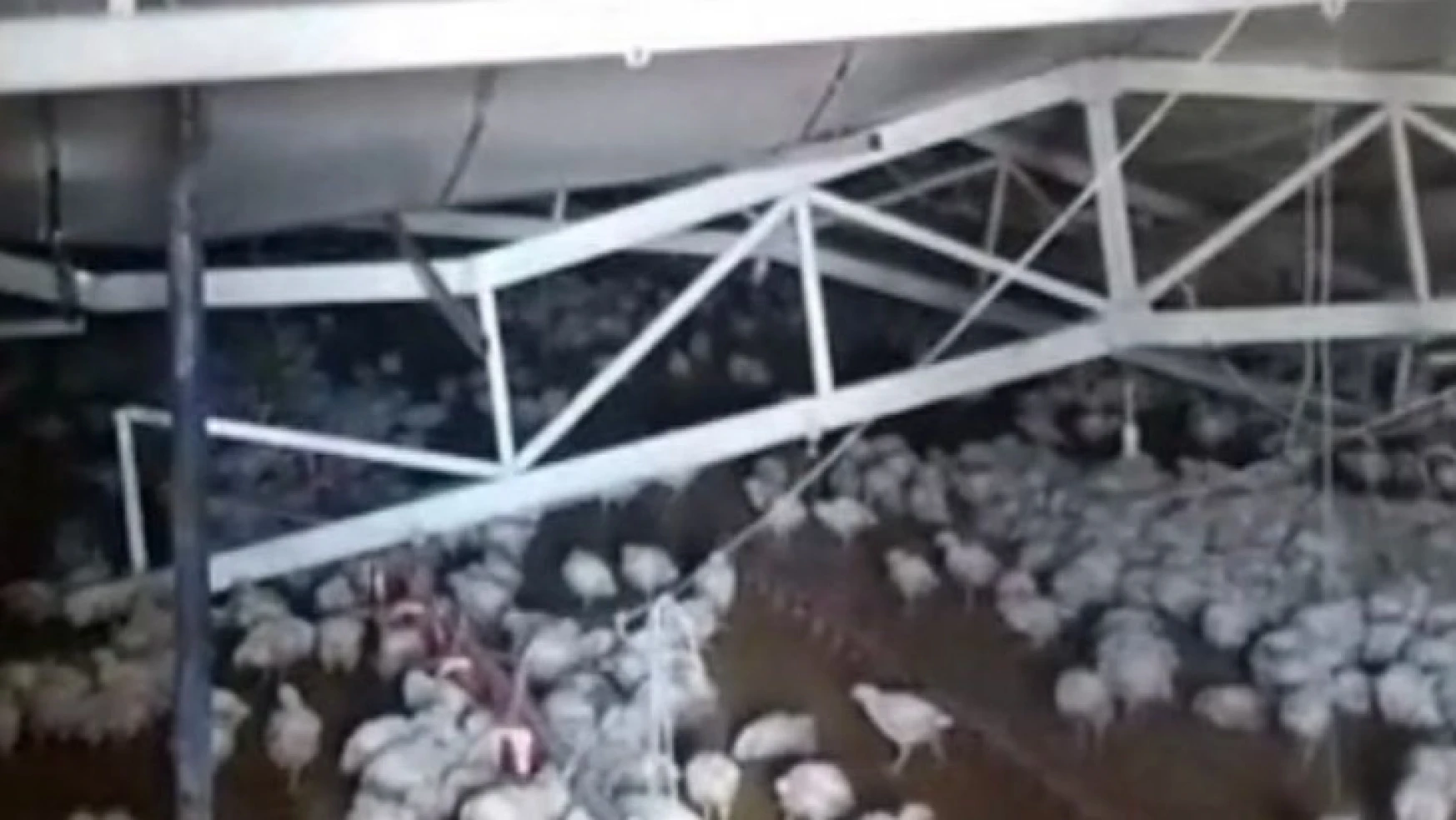 Çiftliğin çatısı kar nedeniyle çöktü, binlerce tavuk telef oldu