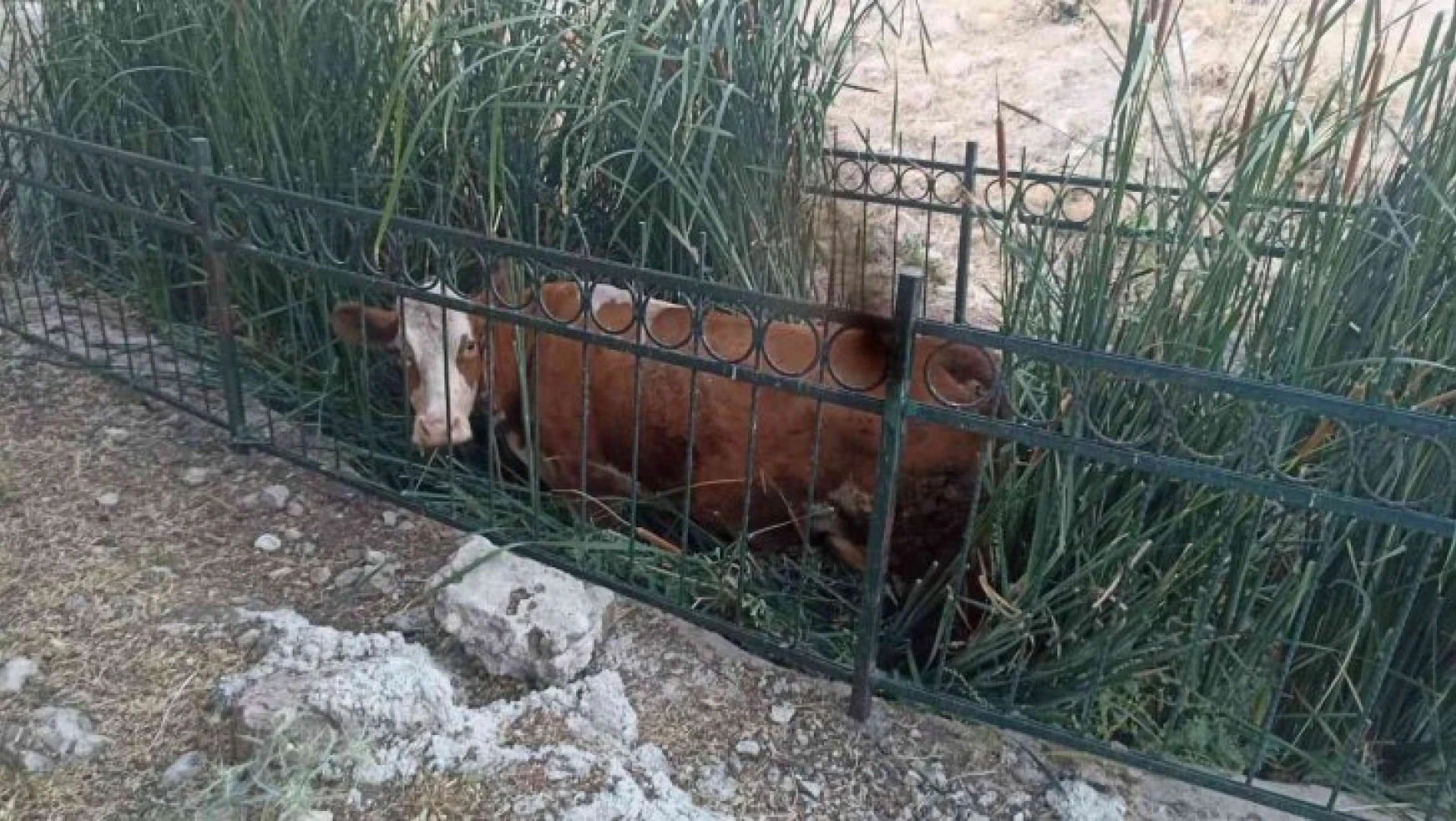 Dereye düşen inek kurtarıldı