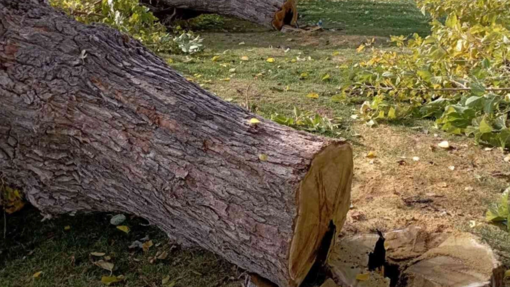 Elazığ'da asırlık 24 dut ağacı kesildi