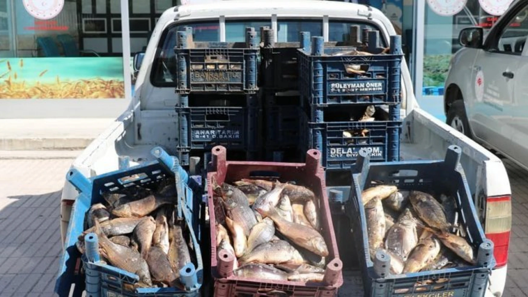 Elazığ'da bir ton kaçak balık ele geçirildi, 10 bin TL ceza kesildi