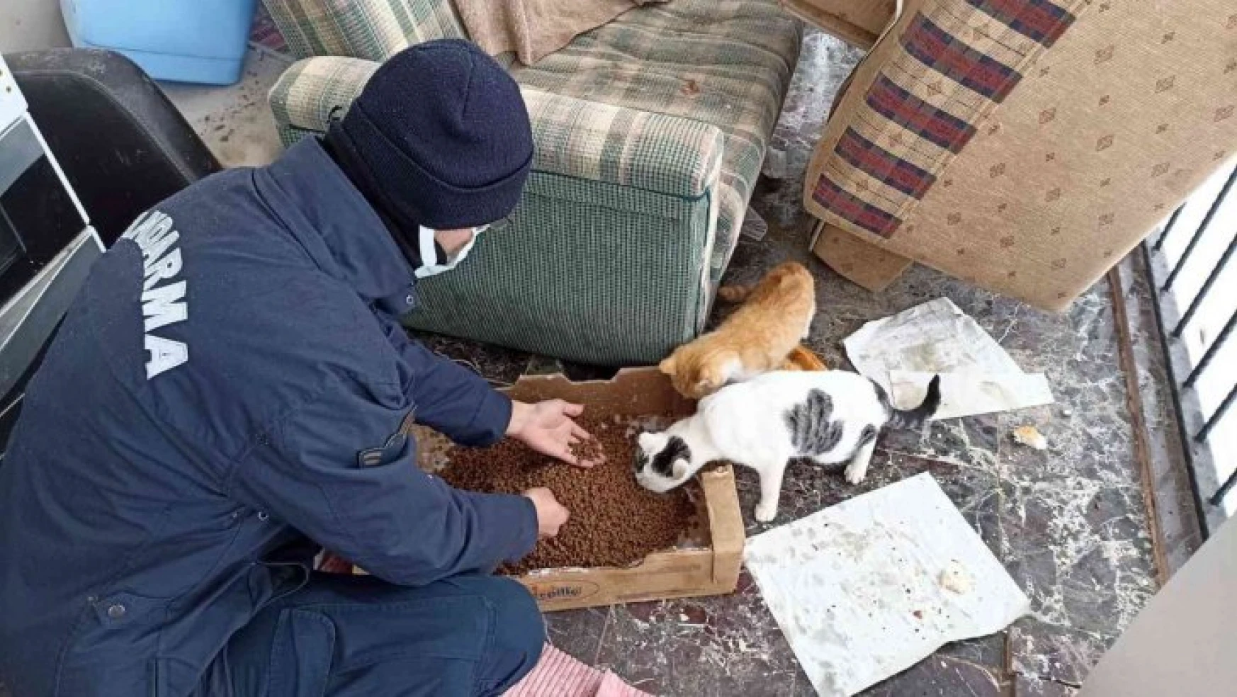 Elazığ'da jandarma ekiplerinden yürekleri ısıtan hareket: Sokak hayvanlarını elleri ile beslediler