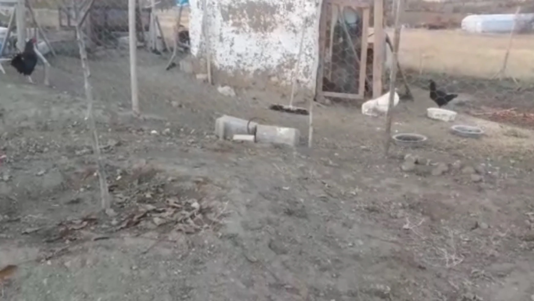 Elazığ'da köpekler kümese girdi, 37 tavuğu telef etti
