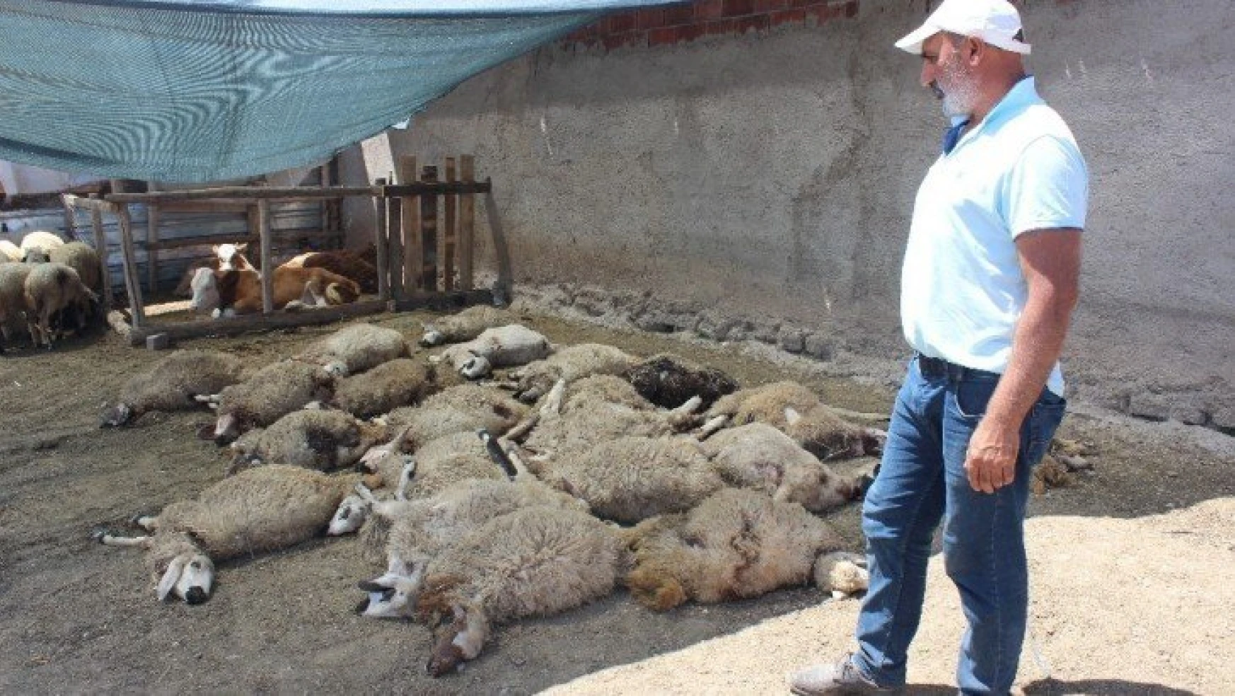 Elazığ'da kurtlar mahalleye indi, 22 koyunu telef etti