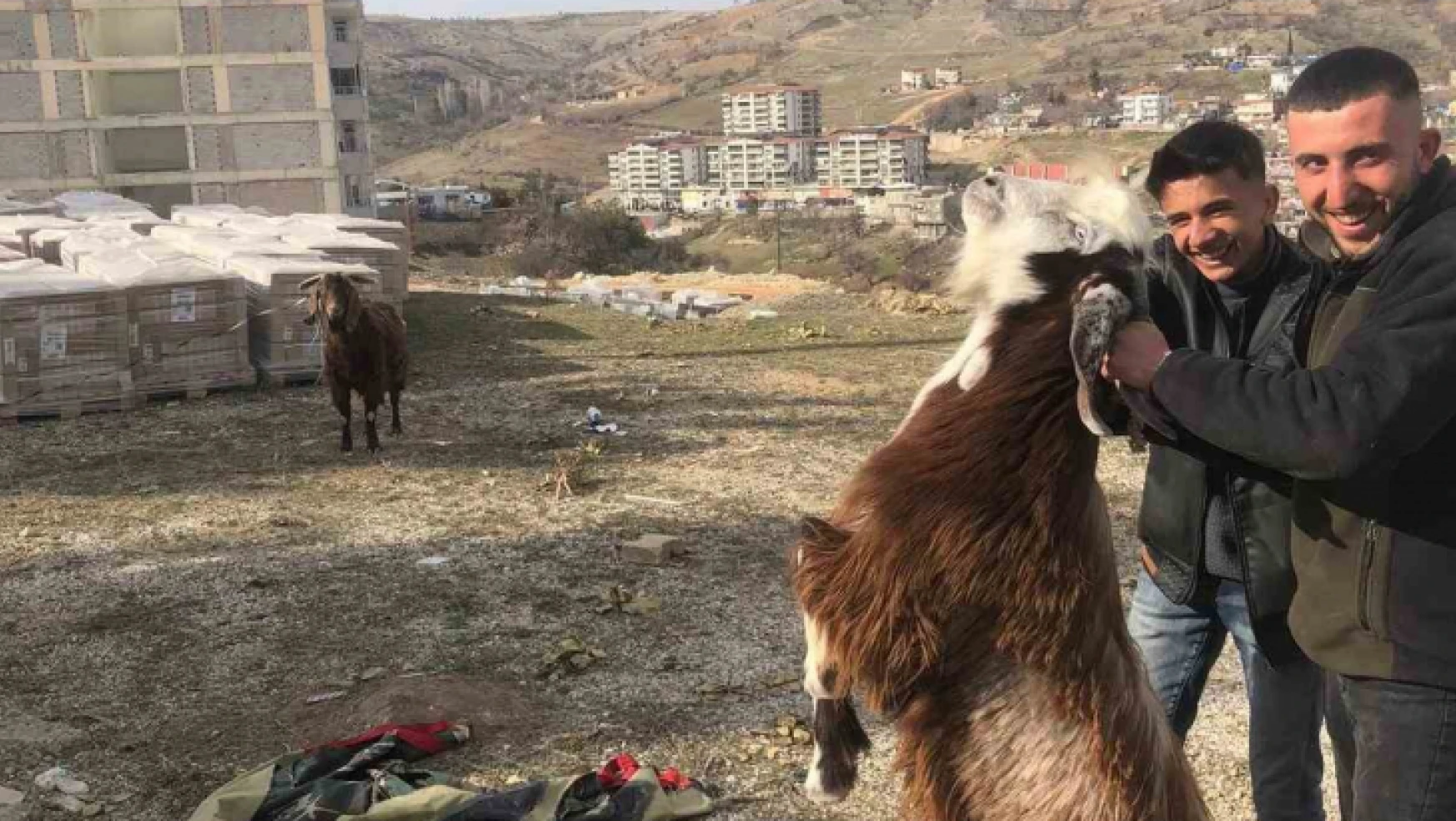 Enkazda kalan iki keçi 21 gün sonra kurtarıldı