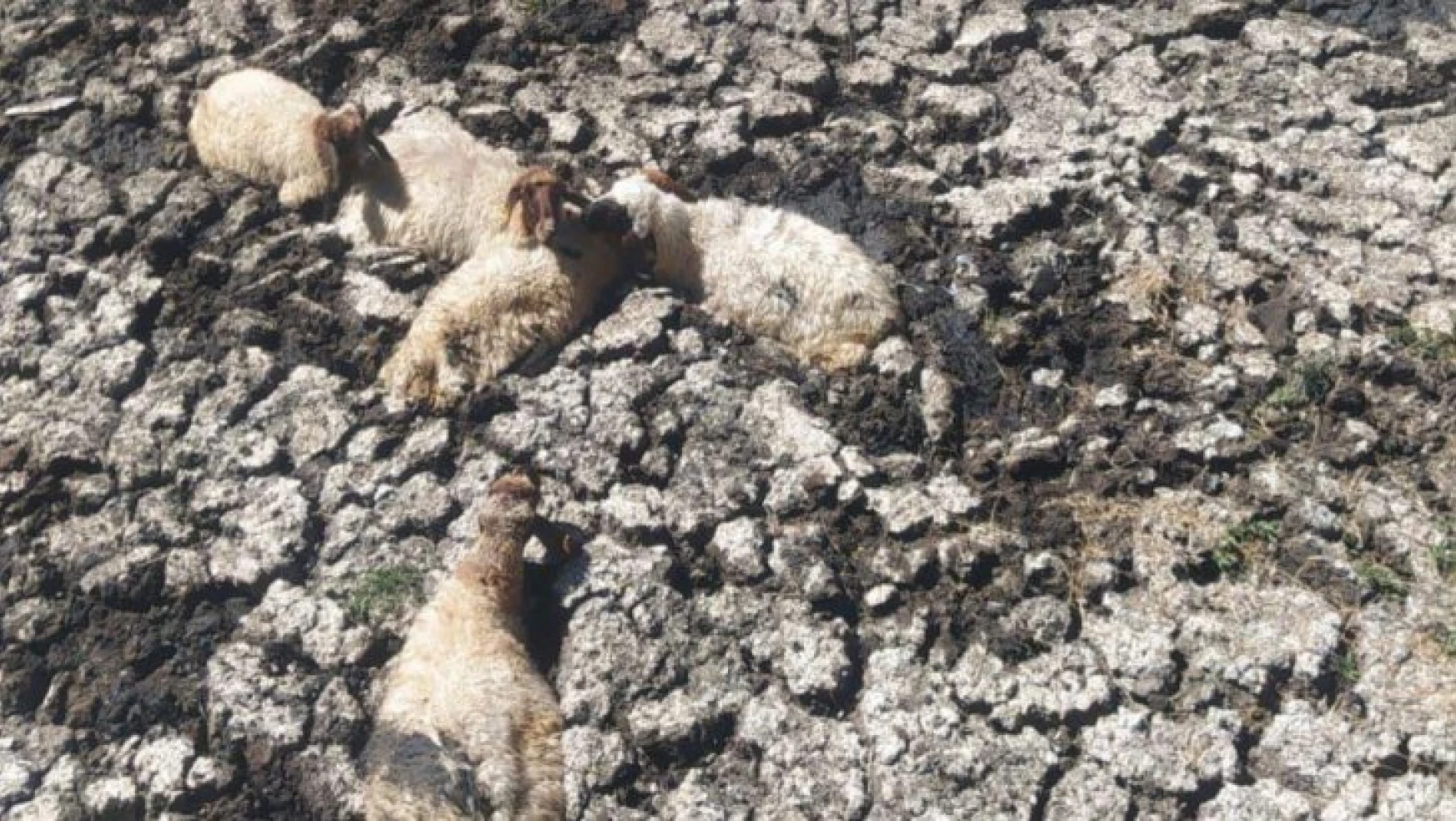 Kahta'da bataklığa saplanan koyunlar kurtarıldı