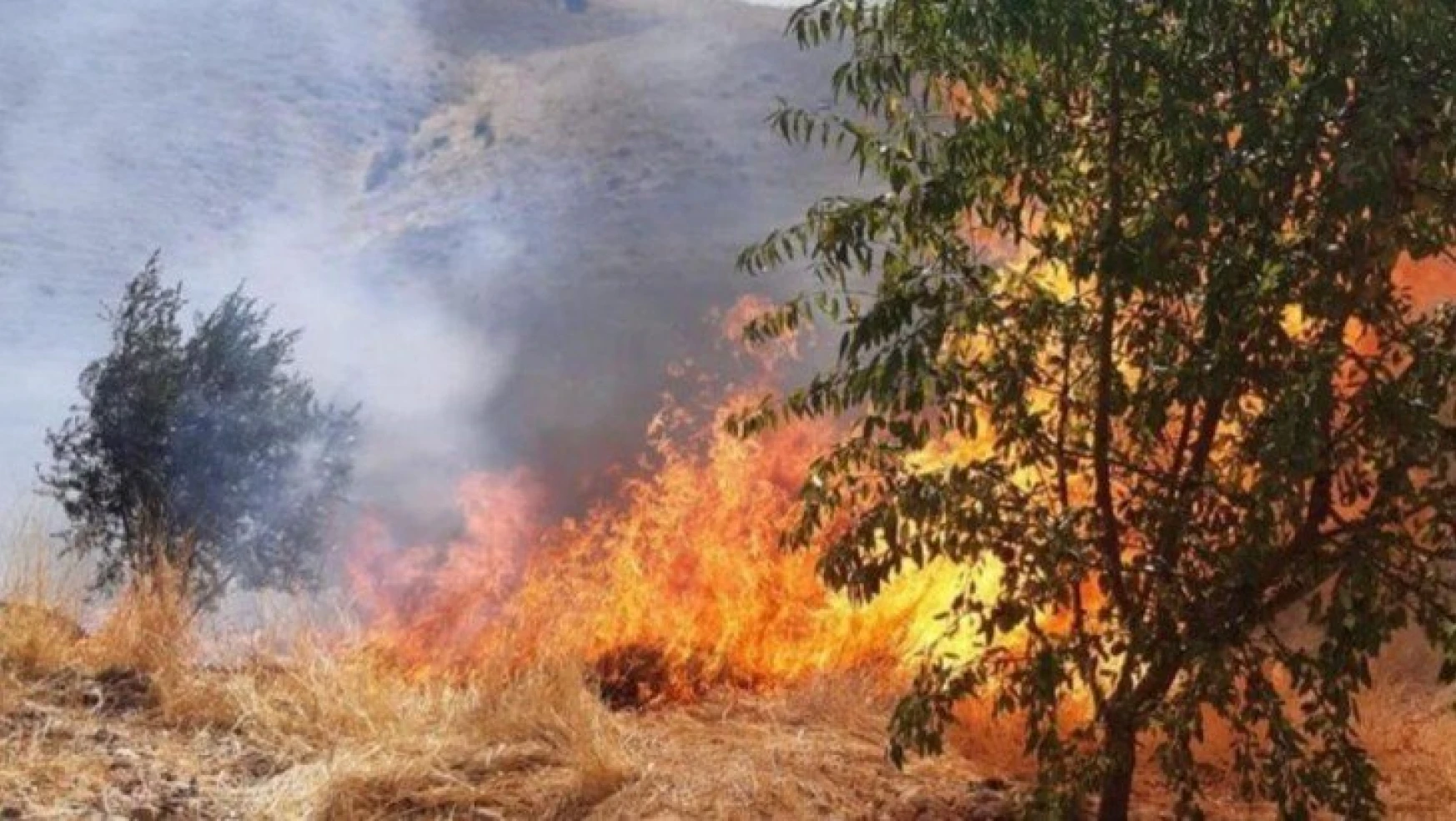 Kahta'da meyve ağaçlarının da bulunduğu alanda yangın