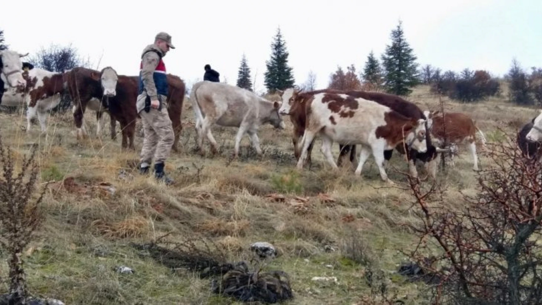 Kayıp inekler jandarma tarafından 7 kilometre uzakta bulundu