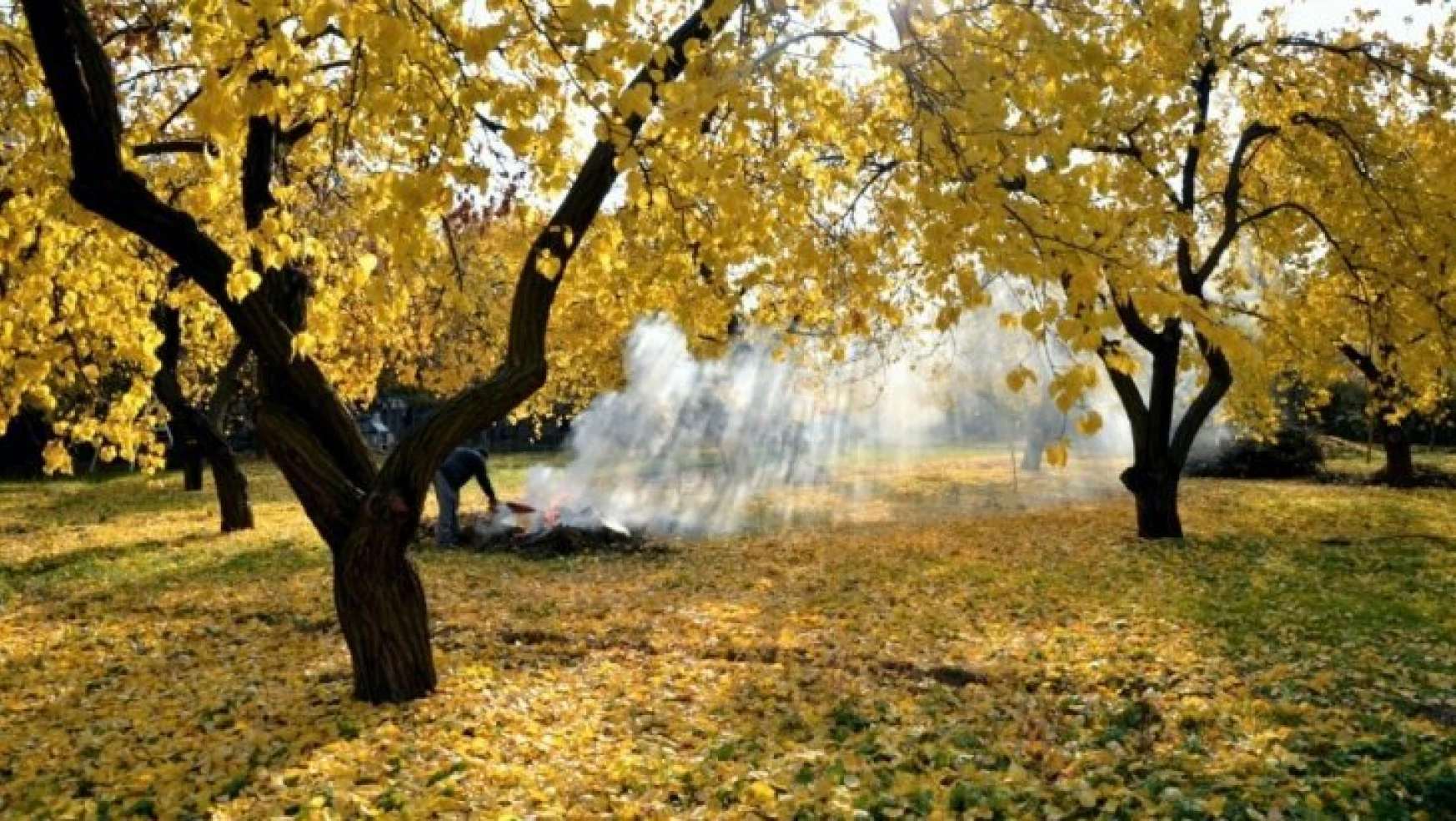 Kayısı ağaçlarında sonbahar uyarısı