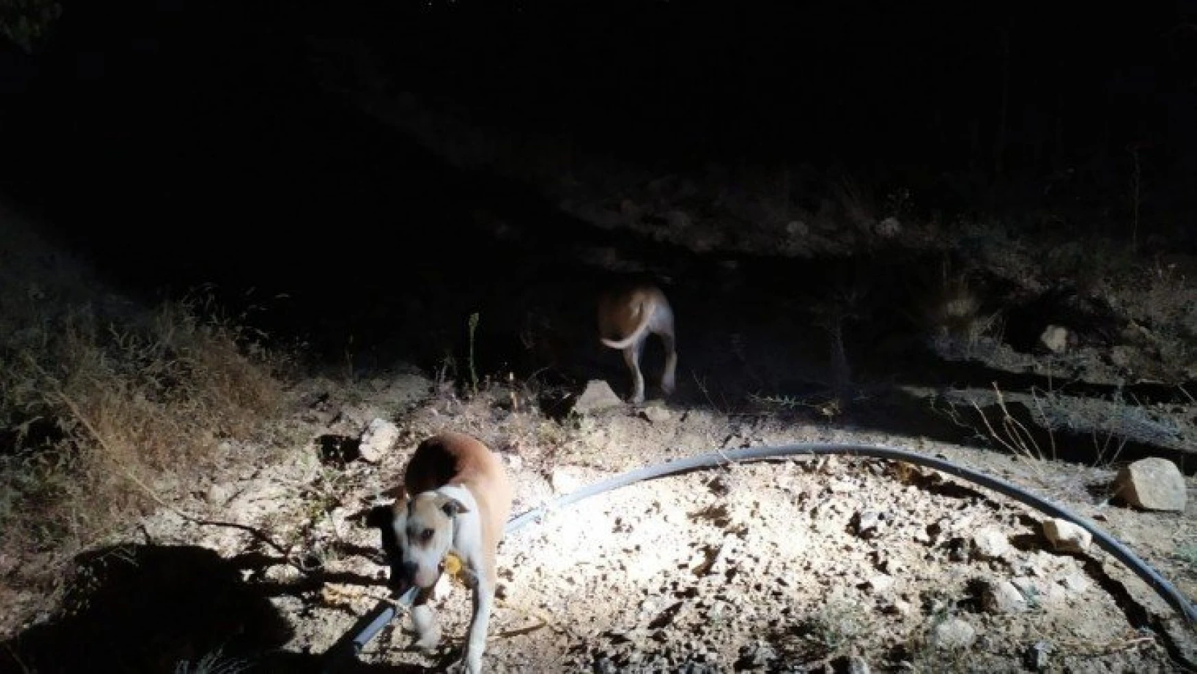 Keneviri korumak için iki pitbull köpek beslediler