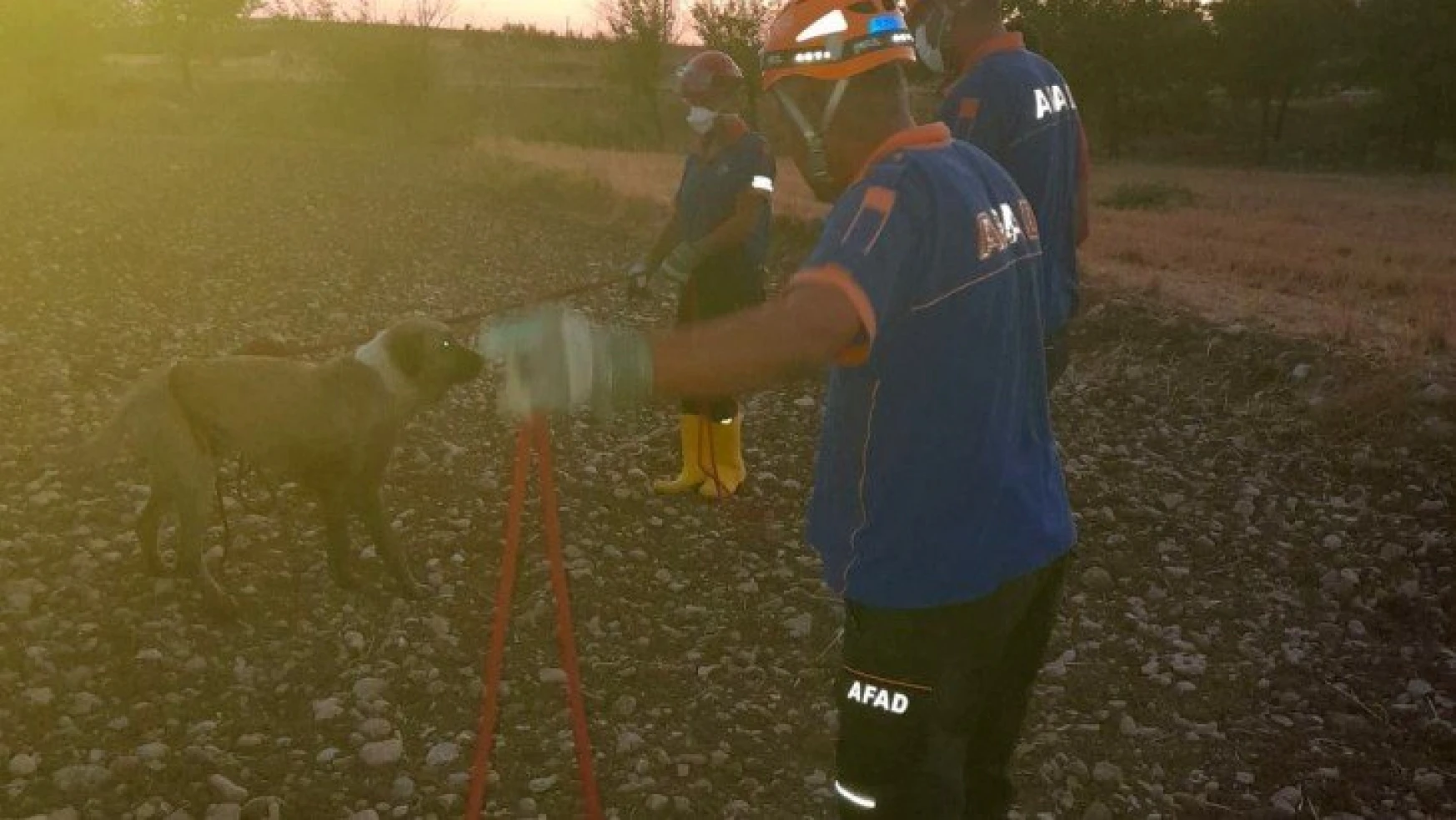 Kuyuya düşen köpeği AFAD ekipleri kurtardı