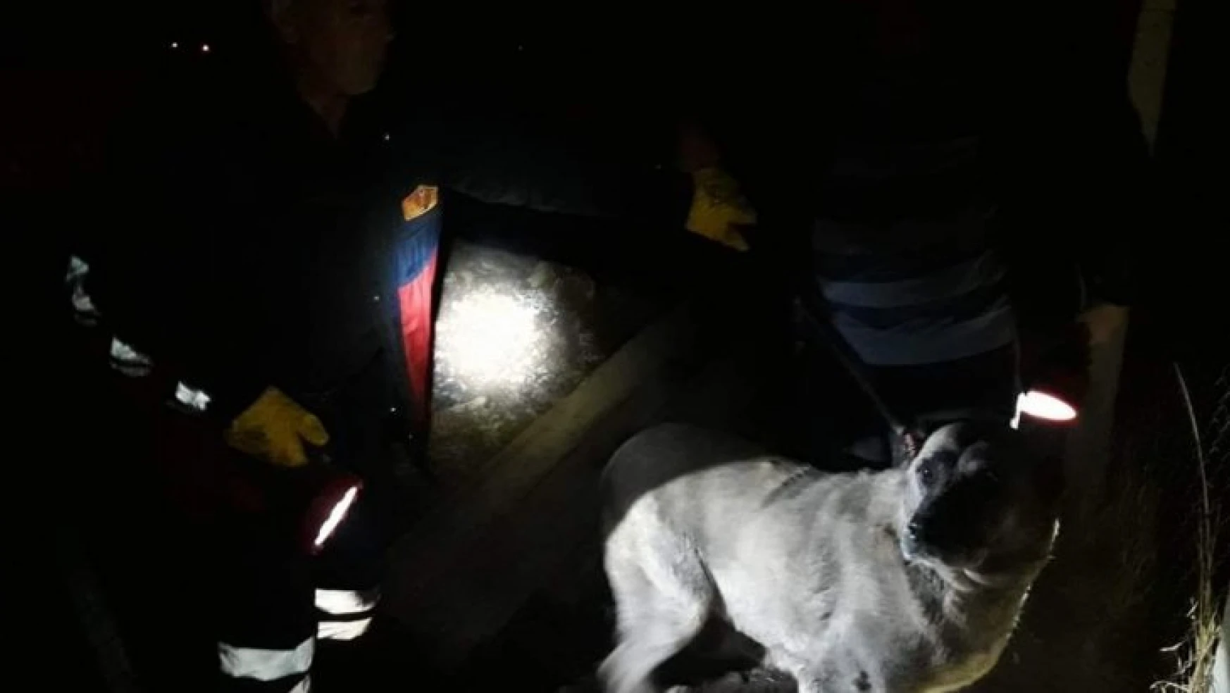 Kuyuya düşen köpek ve yavrusunu itfaiye ekipleri kurtardı