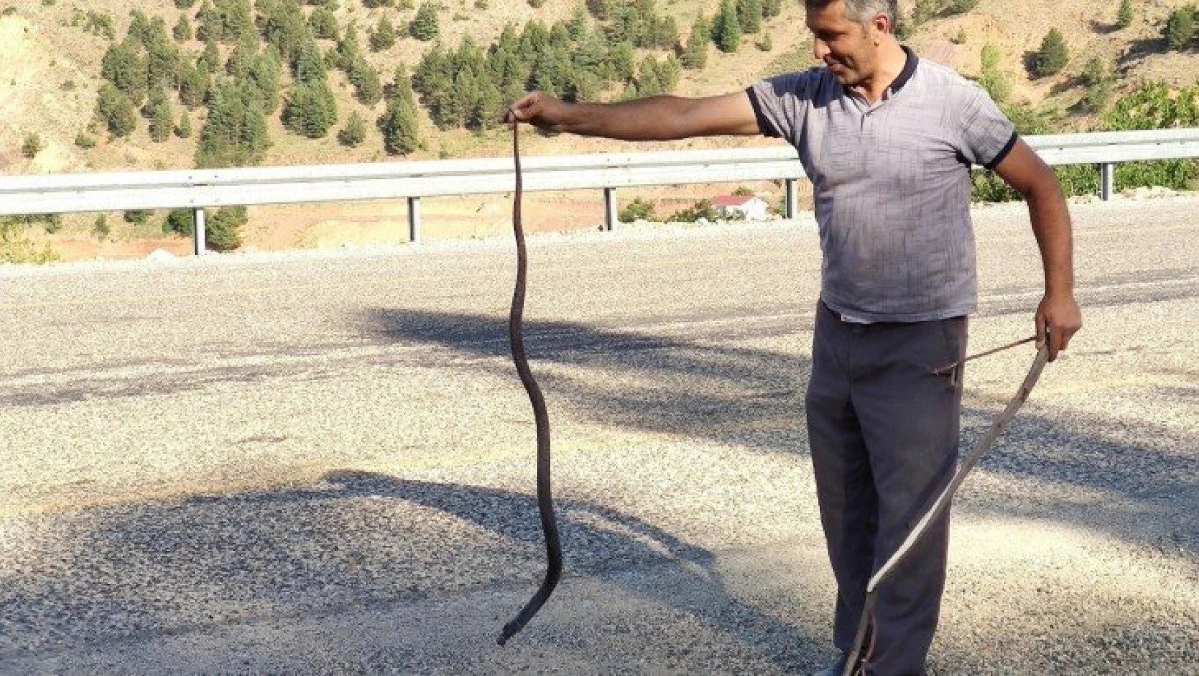 Mahsur kalan yılanı kurtararak doğaya bıraktı