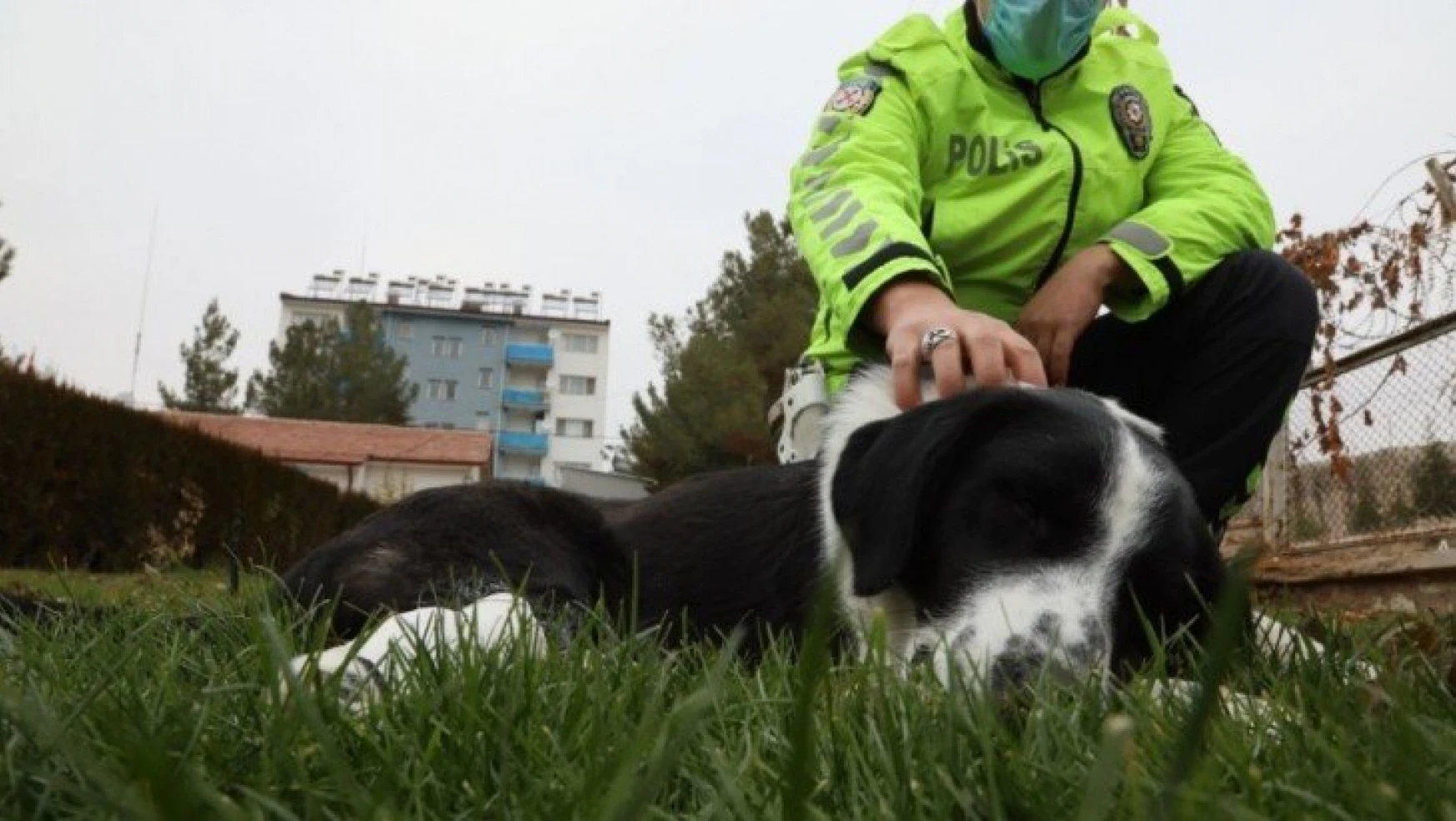 Malatya'da ayağı kırılan köpeğe polis sahip çıktı
