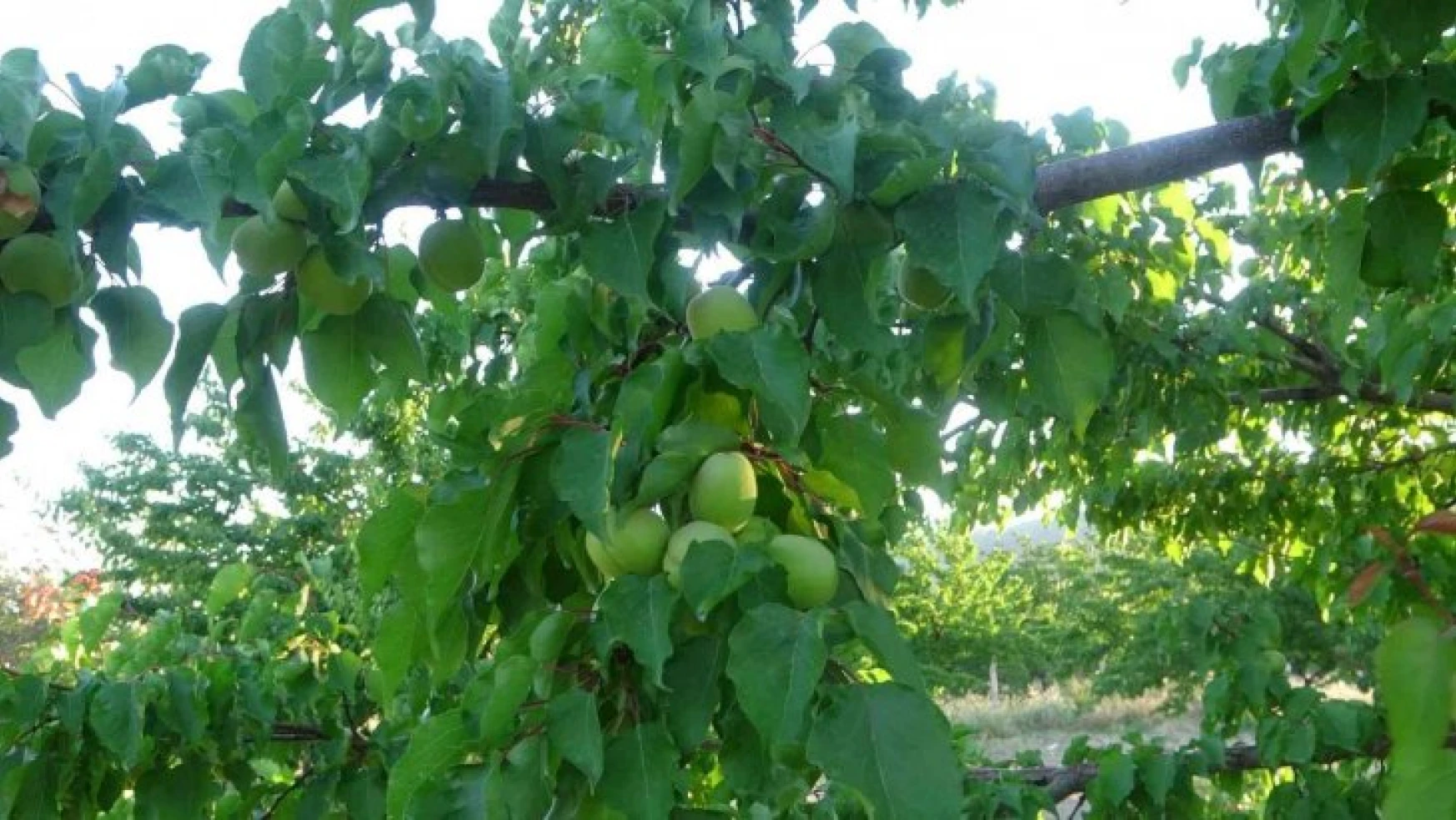 Malatya'da kayısı üreticisi hasat için gün sayıyor