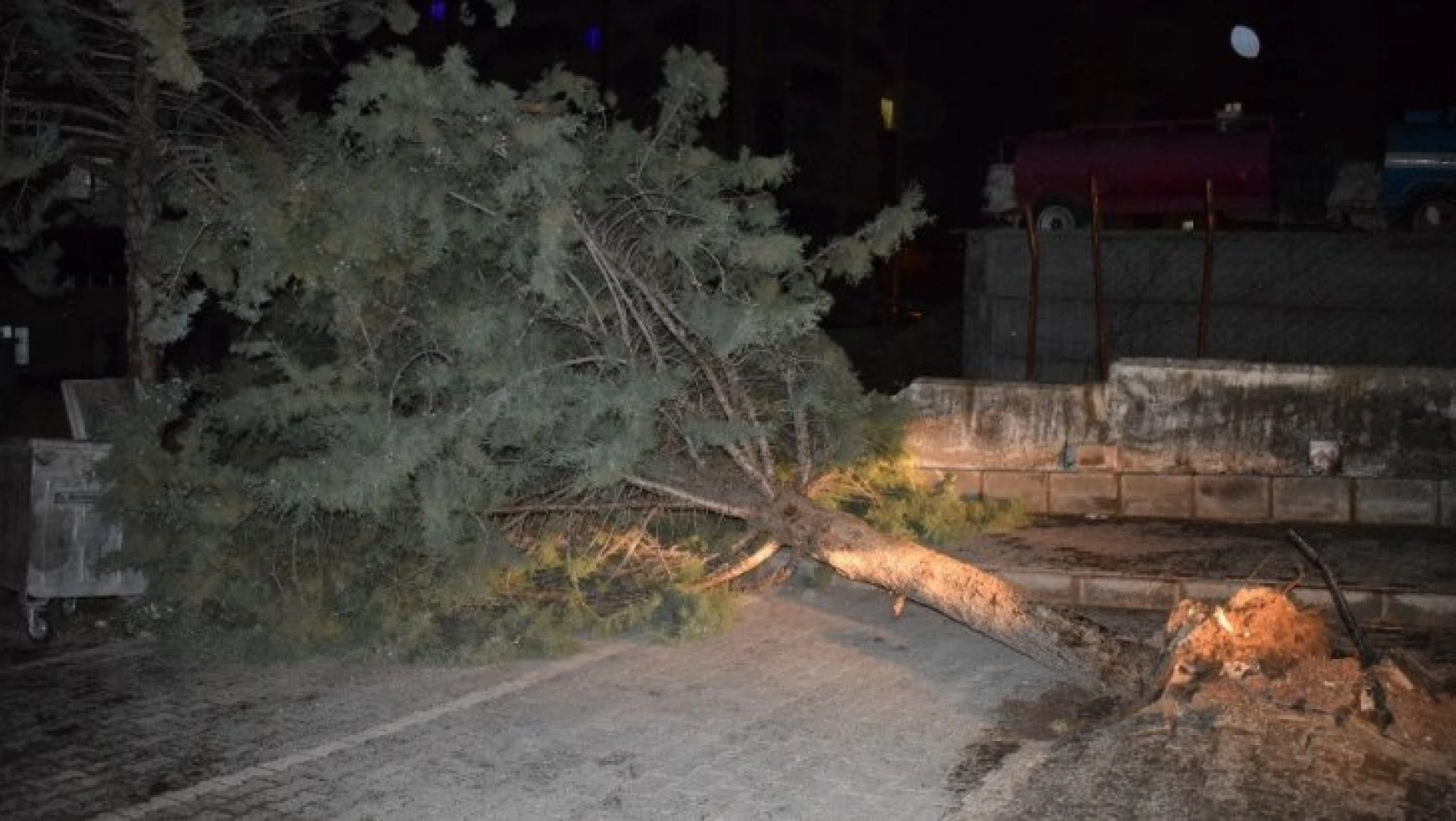 Malatya'da şiddetli fırtına ağacı kökünden söktü
