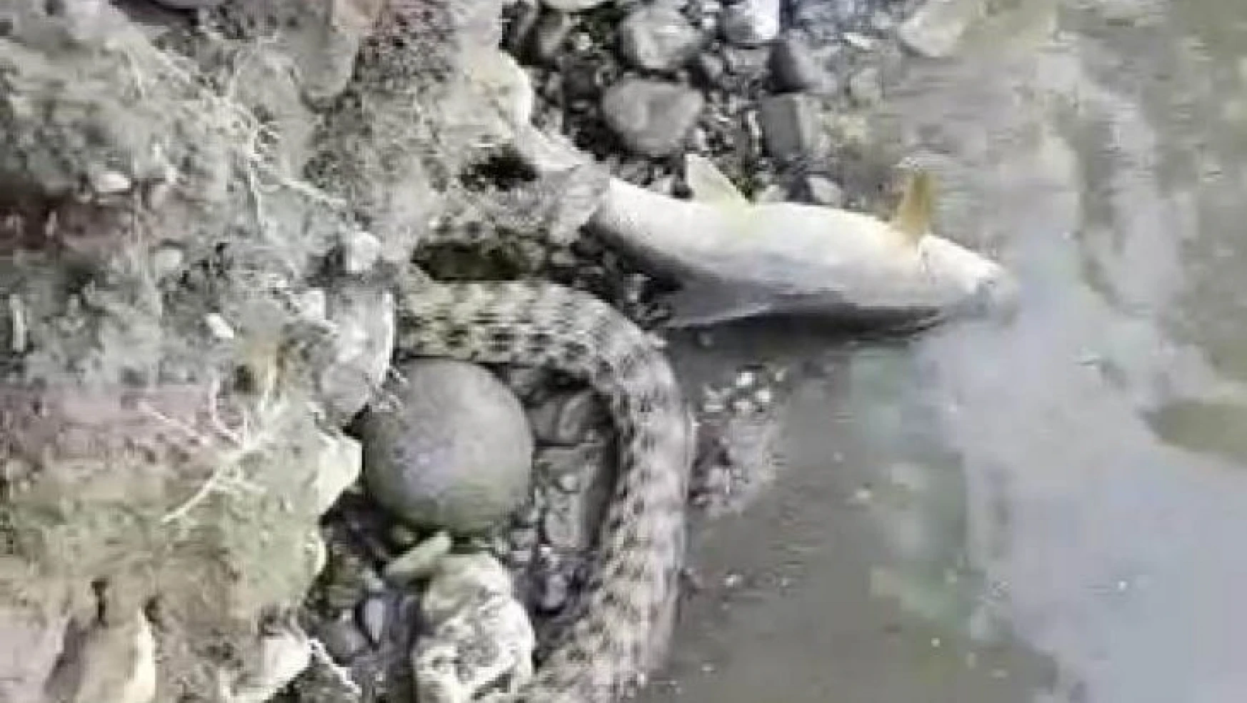 Malatya'da yılanın balık avı kameraya yansıdı