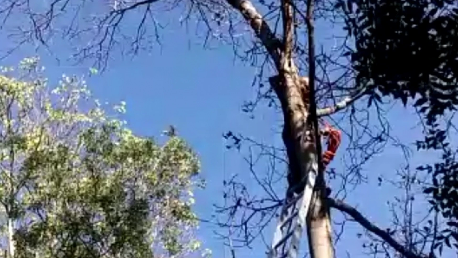 Ağaçta takılı kalan kuş kurtarıldı