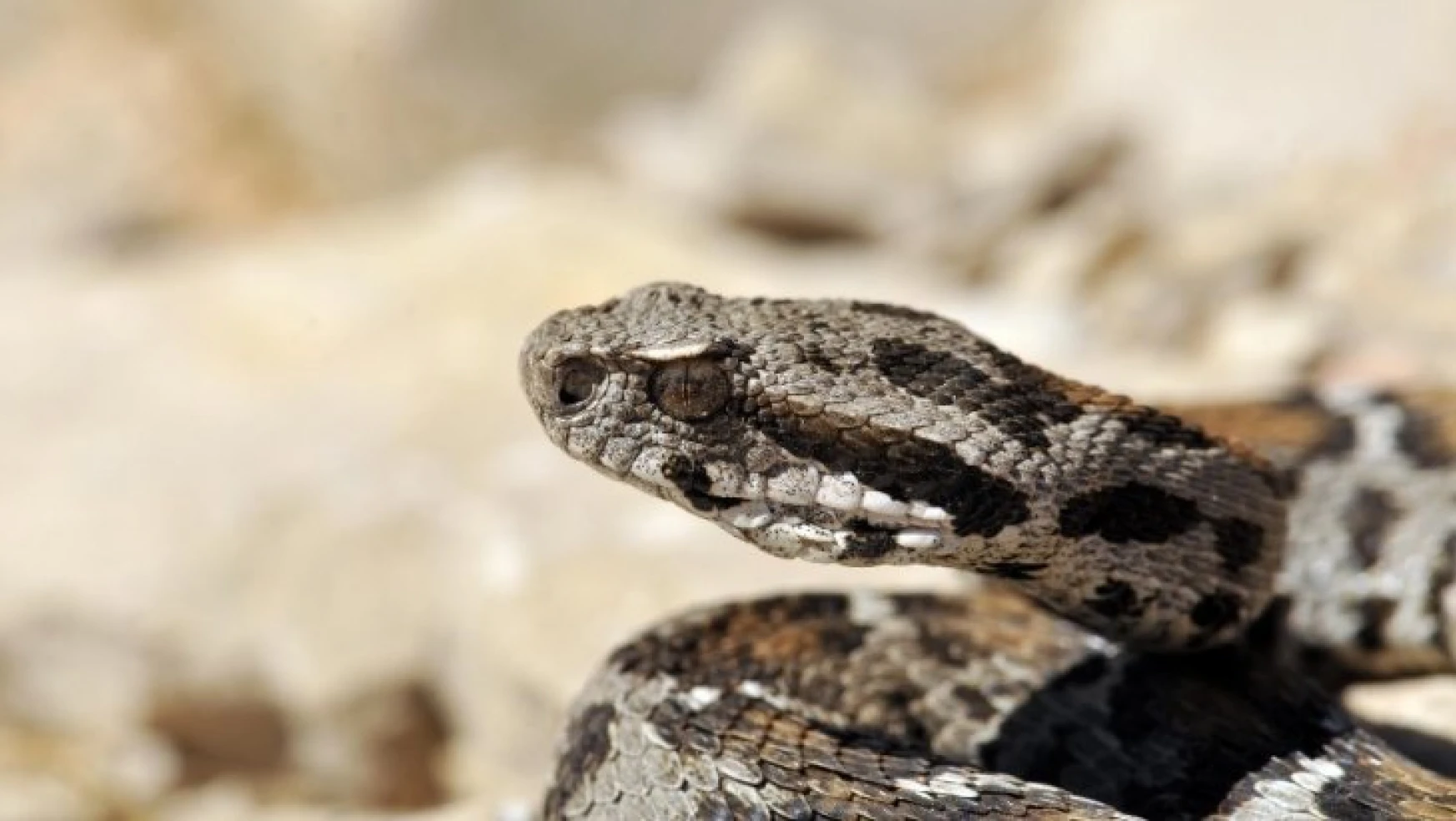 Nesli tehlikede olan yılan Nemrut Dağı'nda görüldü