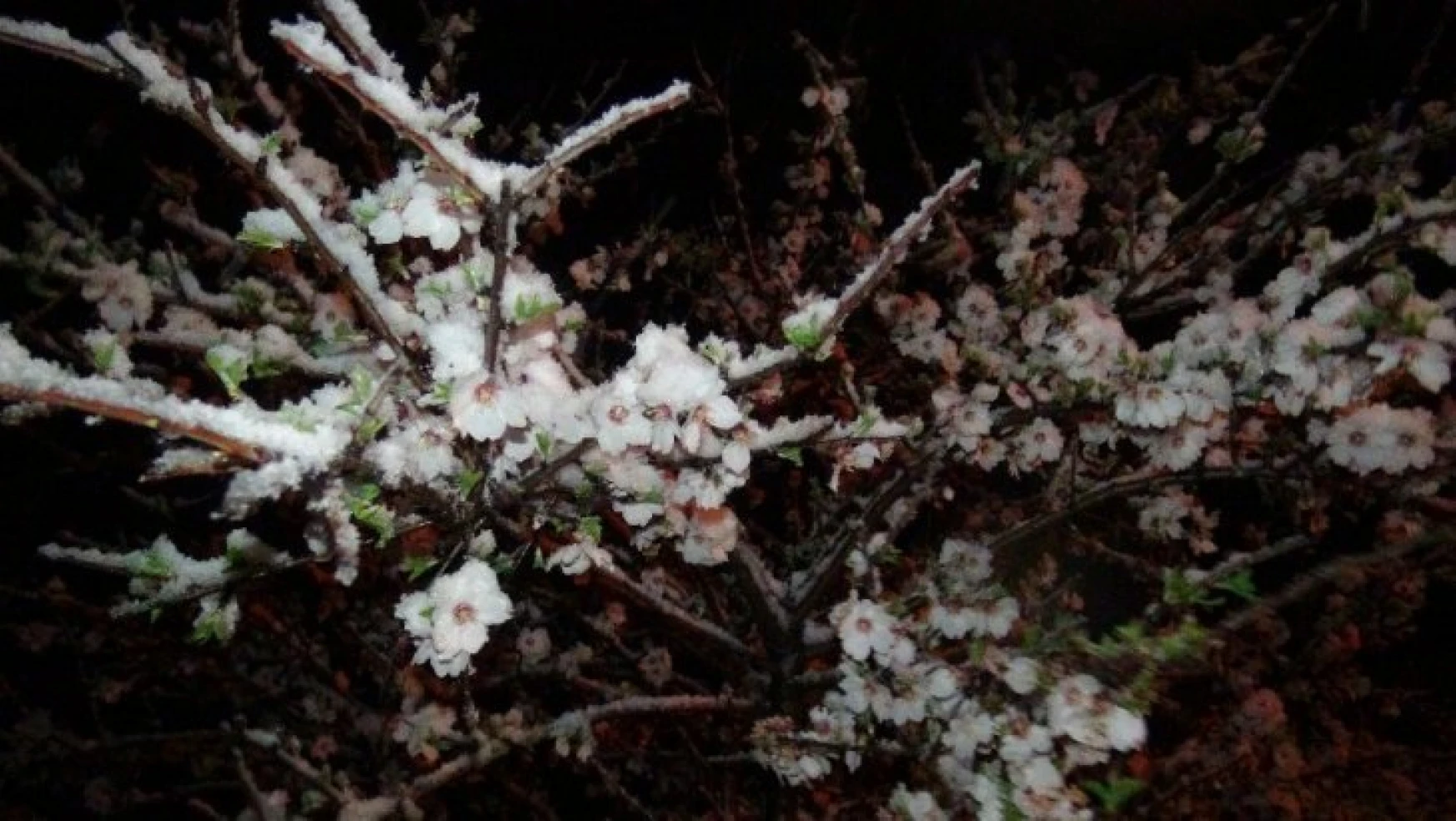 Mart'ta çiçek açan kayısıyı Nisan'da kar vurdu