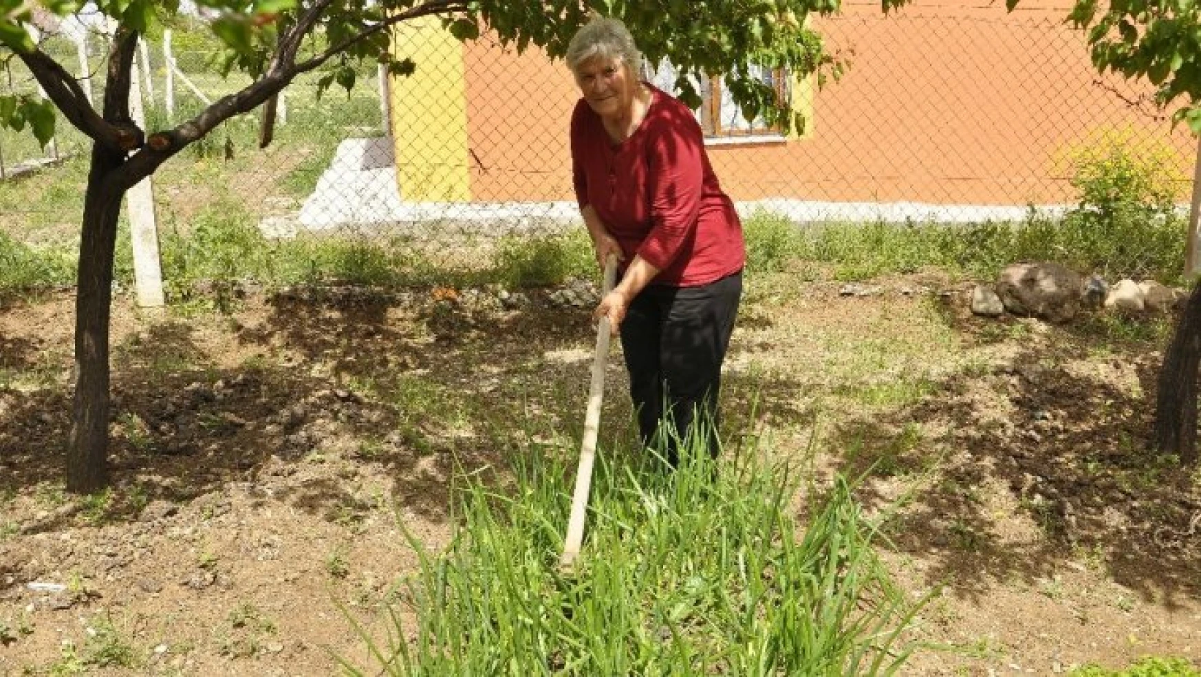 Sokağa çıkmayan yaşlı kadın doğal sebze yetiştirerek gününü geçiriyor